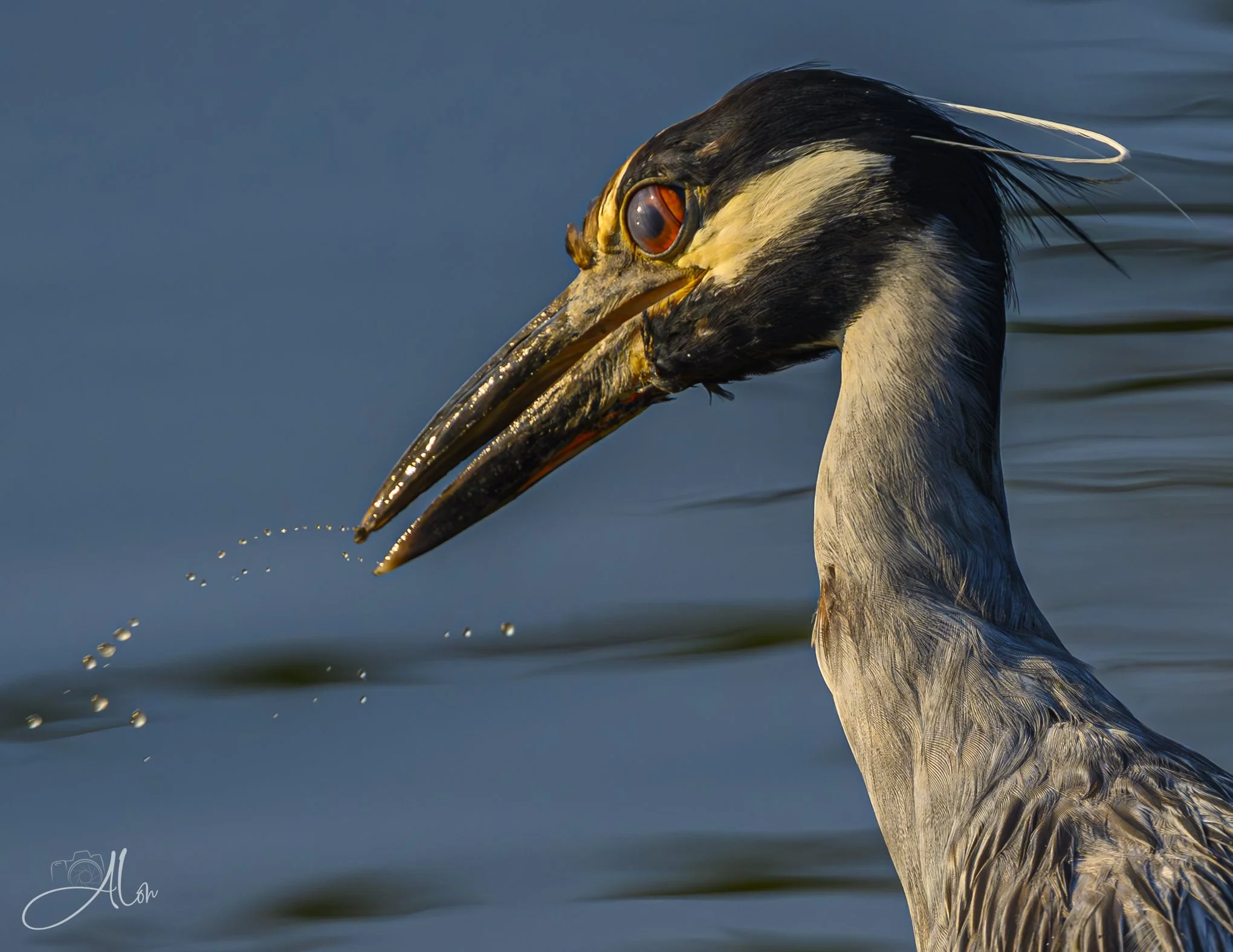 Flippant (Yellow-Crowned Night Heron) 20260731_0011