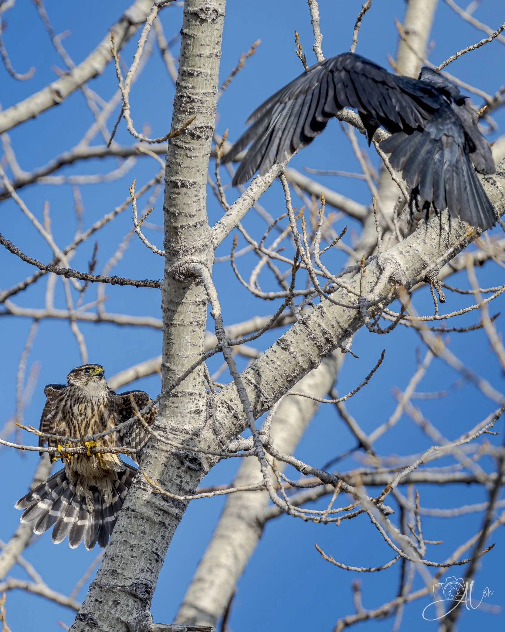 Messing With the Wrong Guy
(Merlin + Fish Crow)
0Z88966