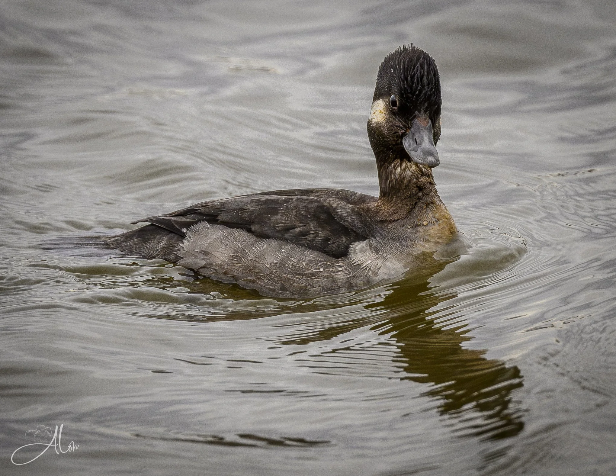 Not Too Close for Comfort
(Bufflehead)
0Z81593