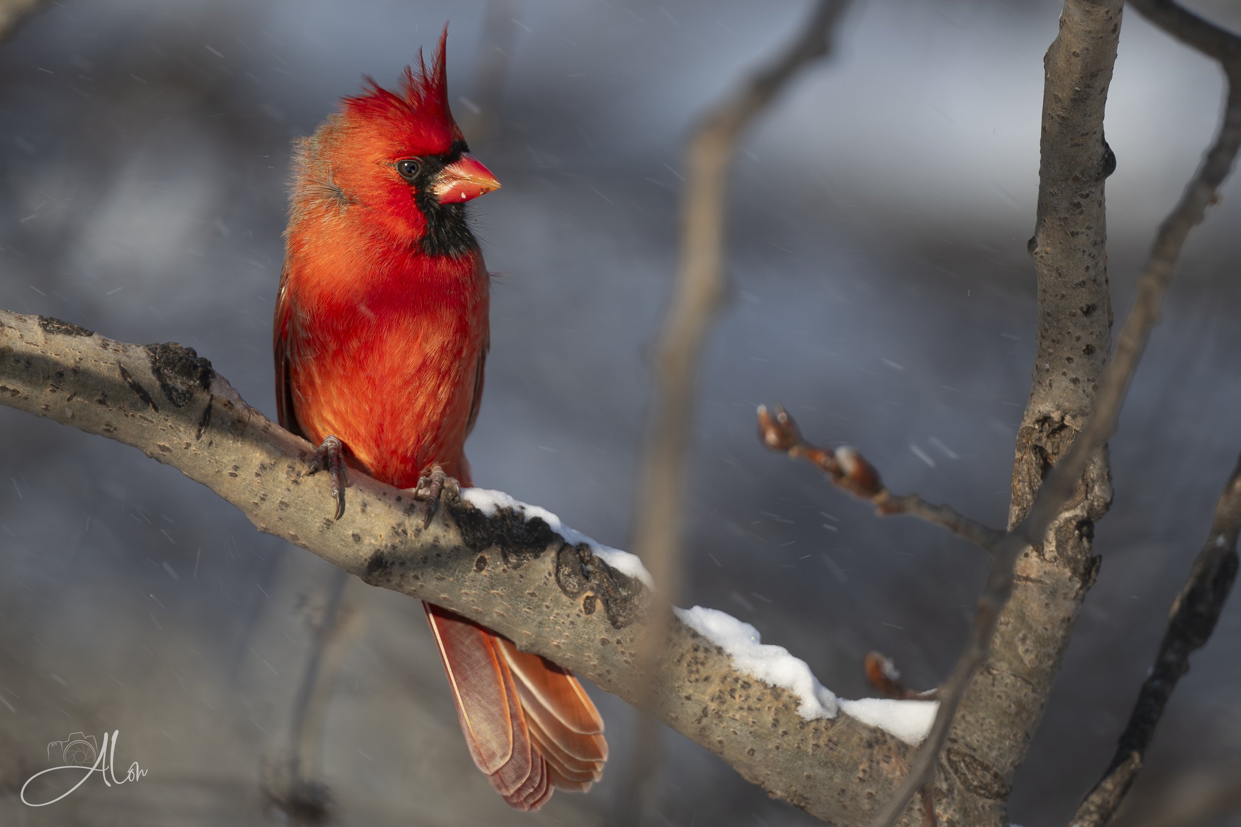 Holiday Greeting Card (Northern Cardinal) 0Z87767