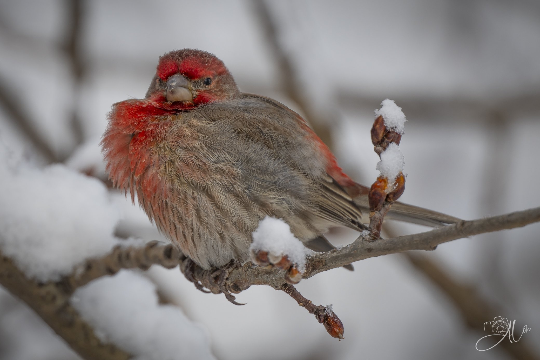 Cartoon Heartbeat
(House Finch)
0Z87165