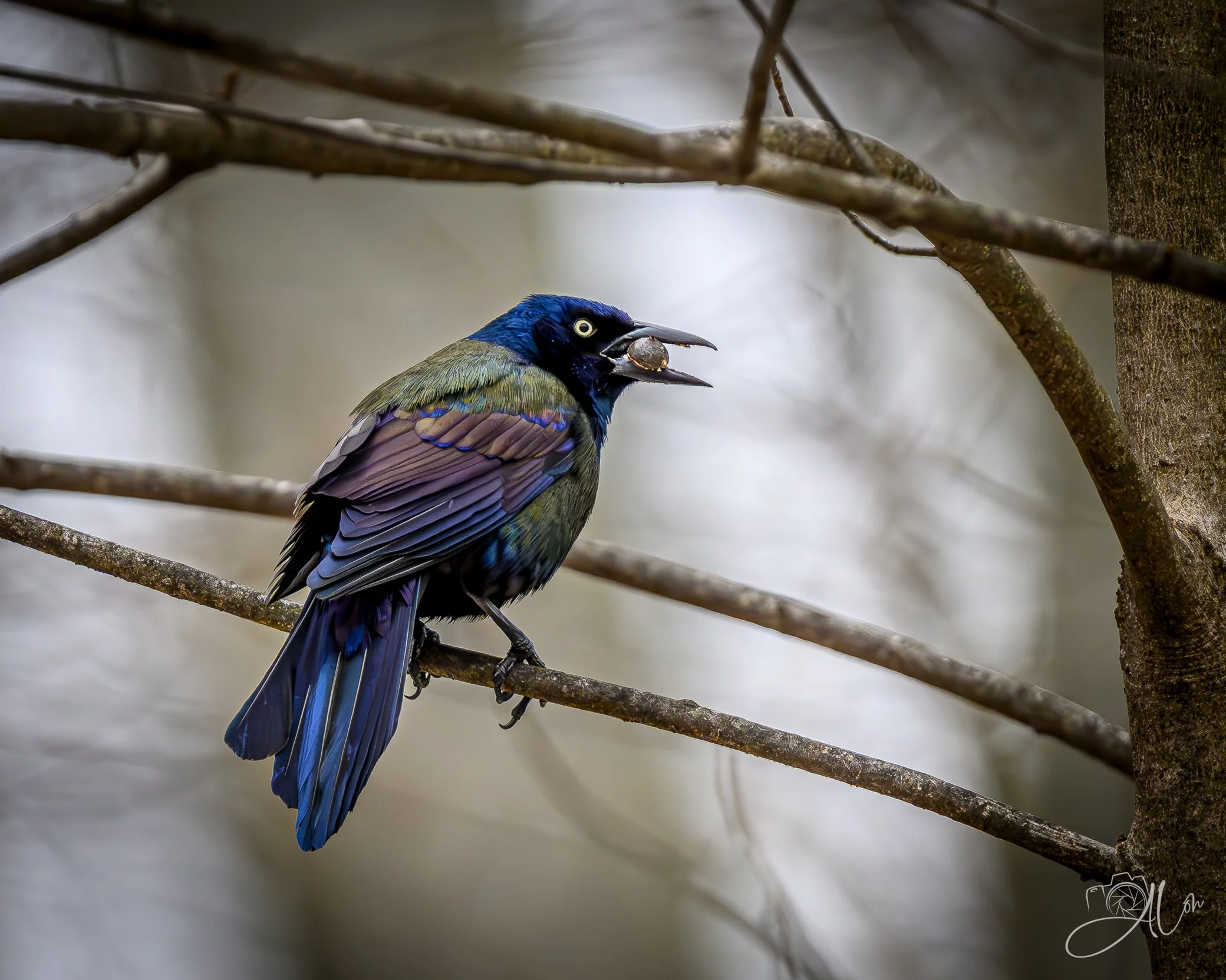 Rainbow Grackle 2
(Common Grackle)
0Z84620