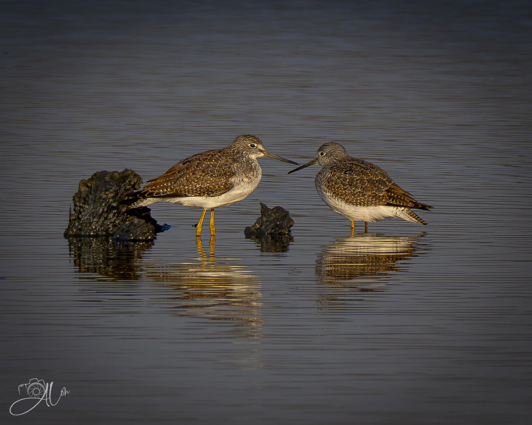 Crossing Swords
(Greater Yellowlegs)
0Z85481