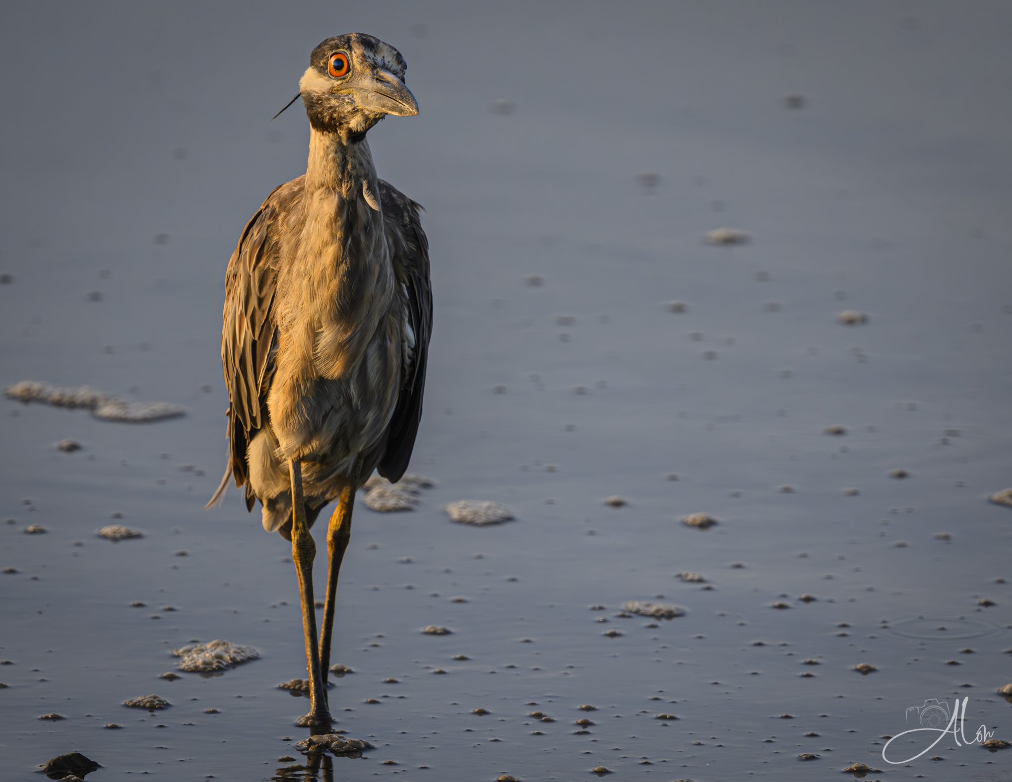 Lone Soldier (Yellow-Crowned Night Heron) 071726_4937