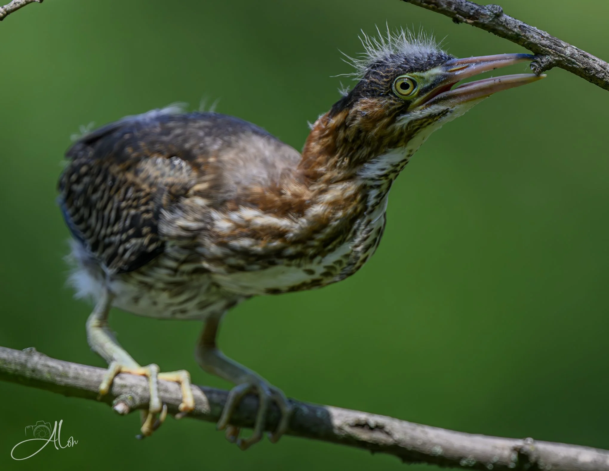 Chewy Knob (Green Heron) 20260711_0260