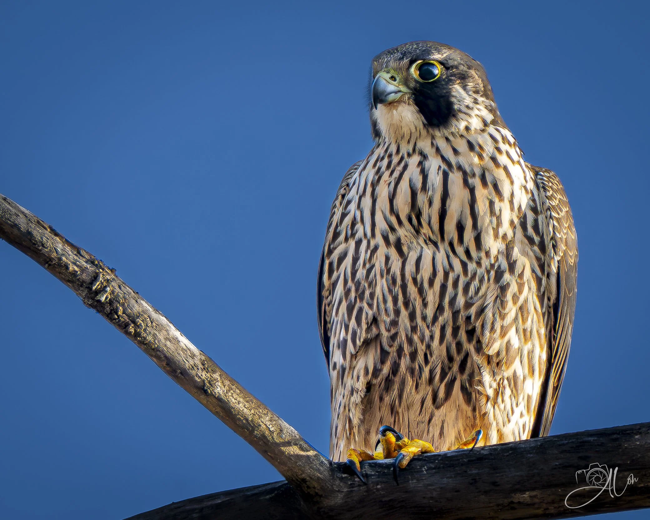 Sentinel
(Peregrine Falcon)
0Z85831.jpg