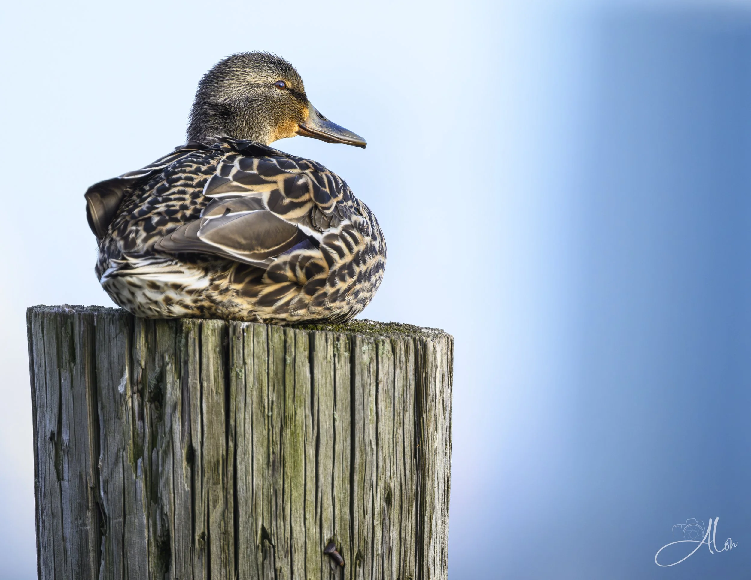 Mallard