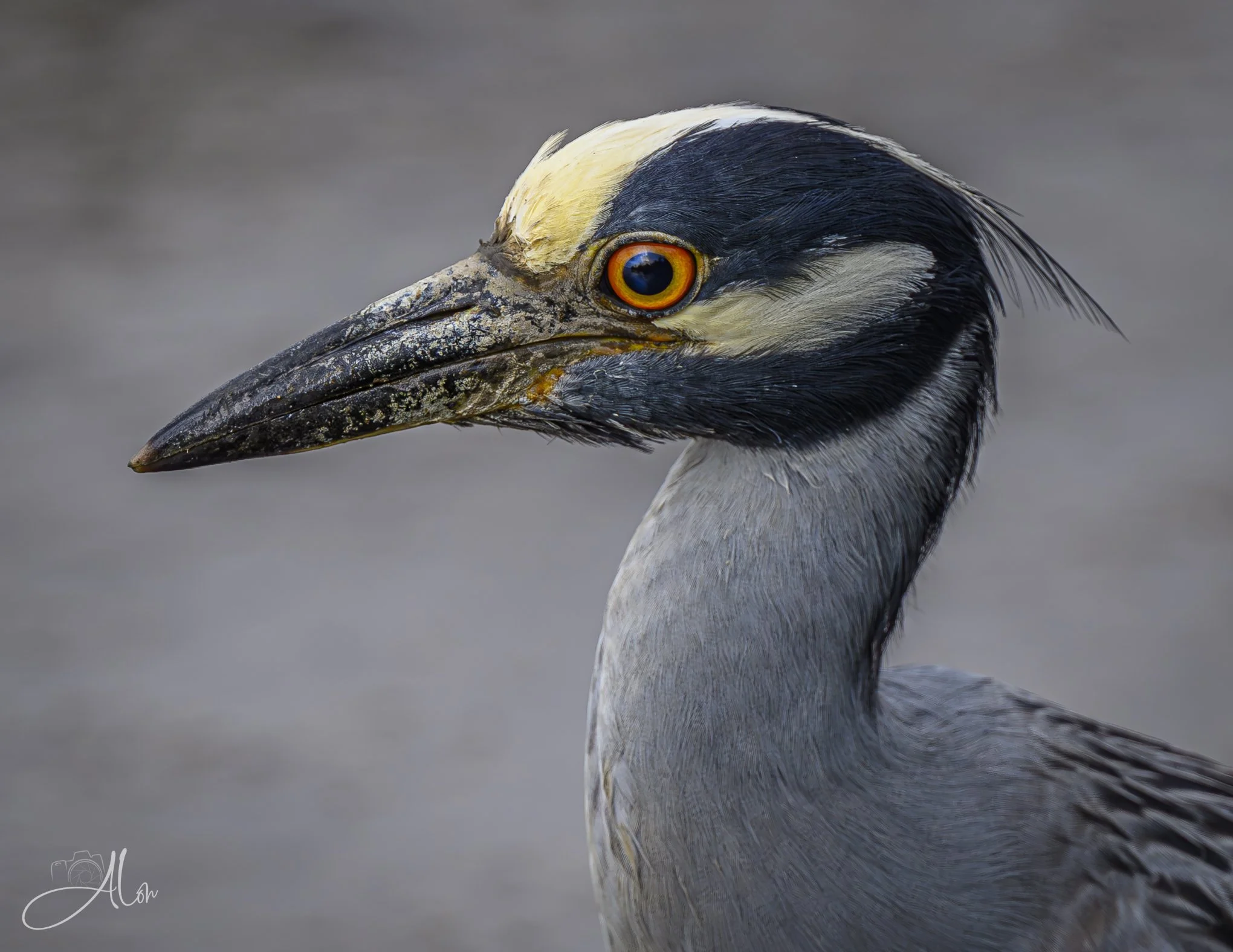 Reflections of Earth (Yellow-Crowned Night Heron) Z8070526_1750