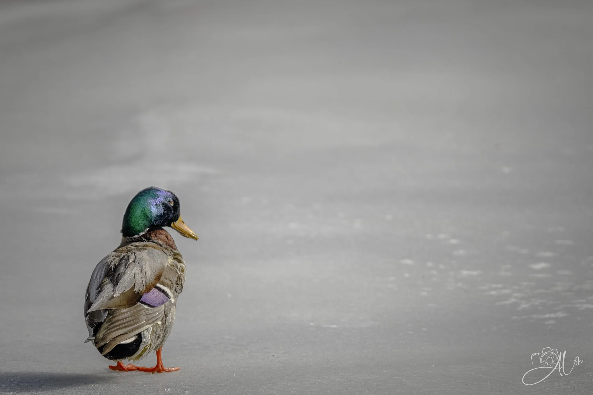 Lonesome Duck
(Mallard)
0Z80942