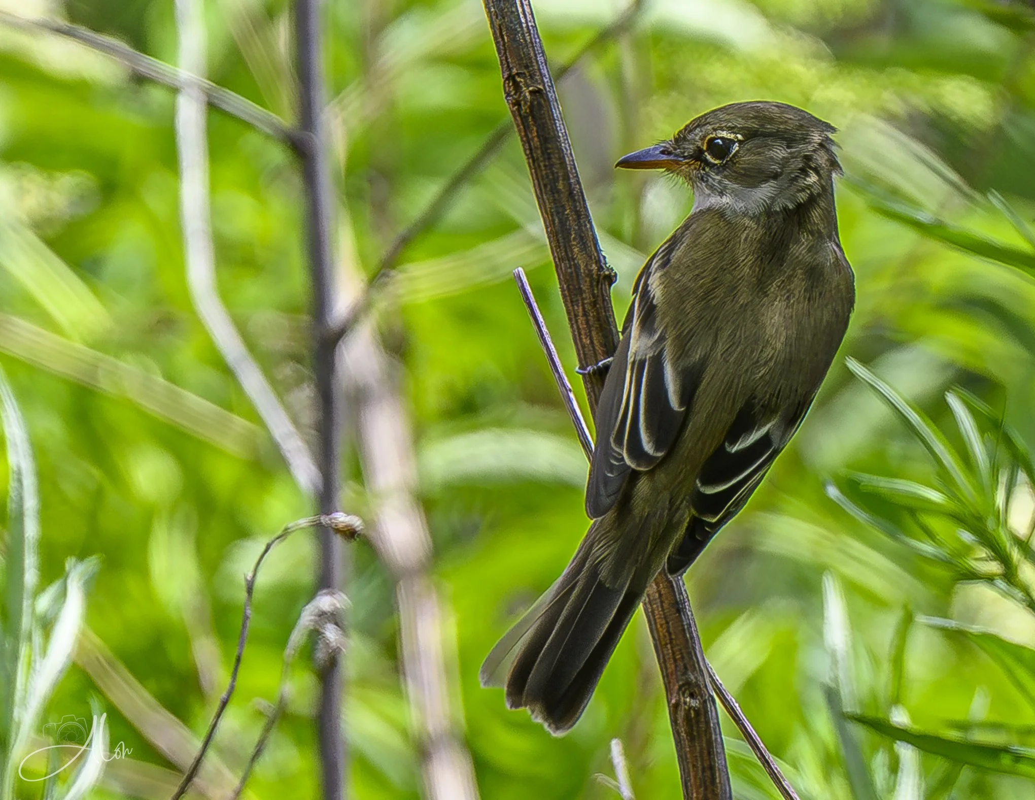 Willow Flycatcher