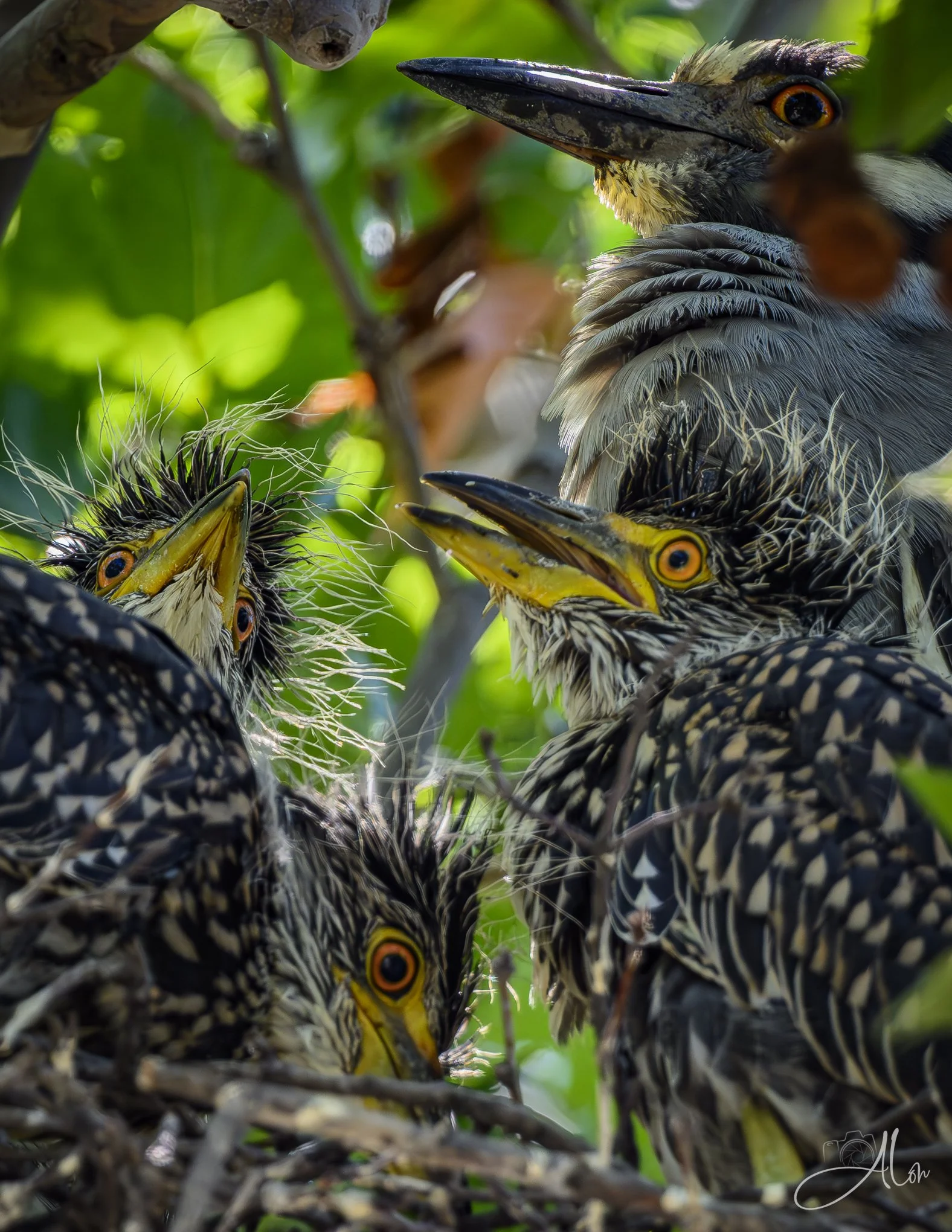 Big Mouths to Feed (Yellow-Crowned Night Herons) Z8062026_6727