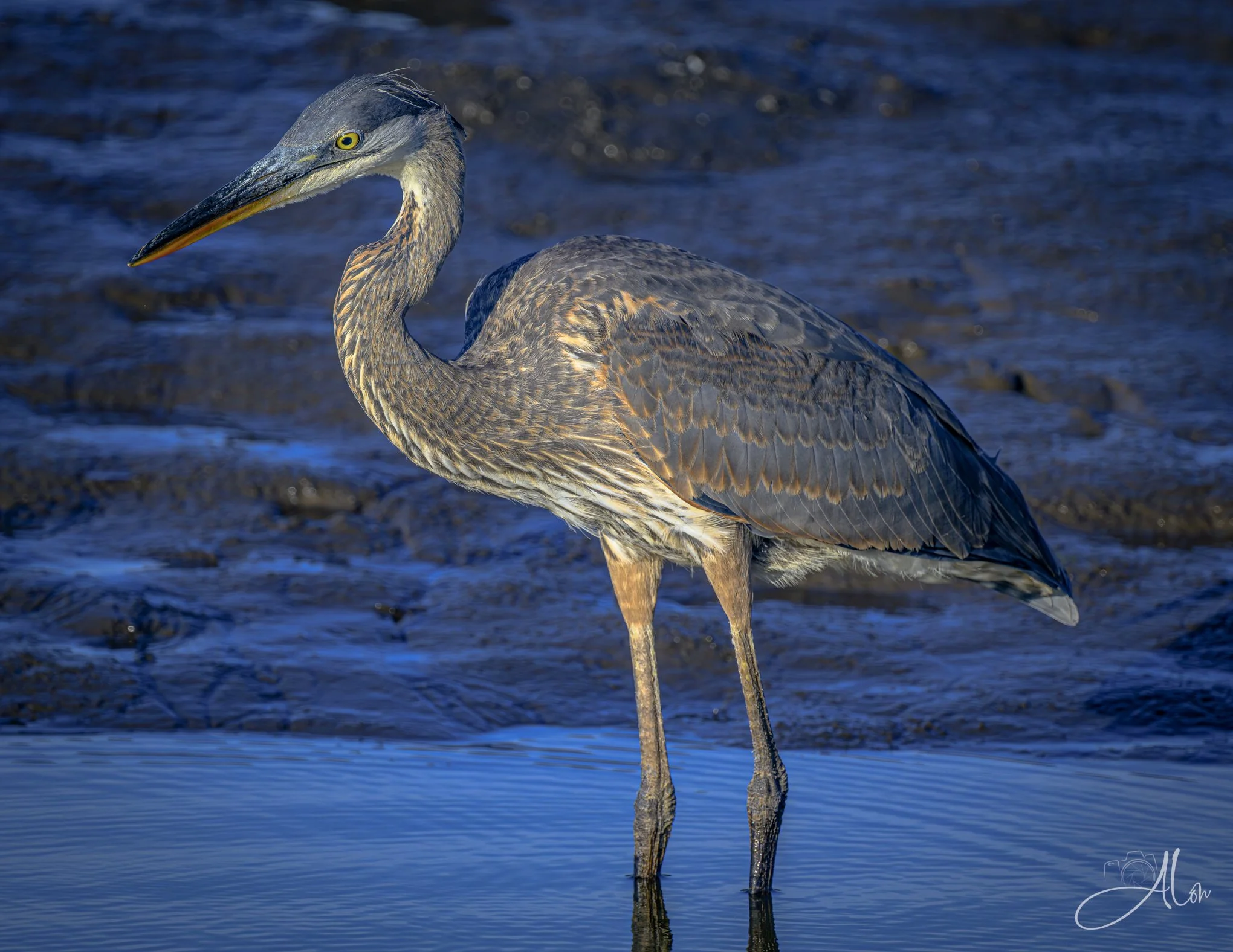 Gunmetal Head (Great Blue Heron) Z8070426_7538
