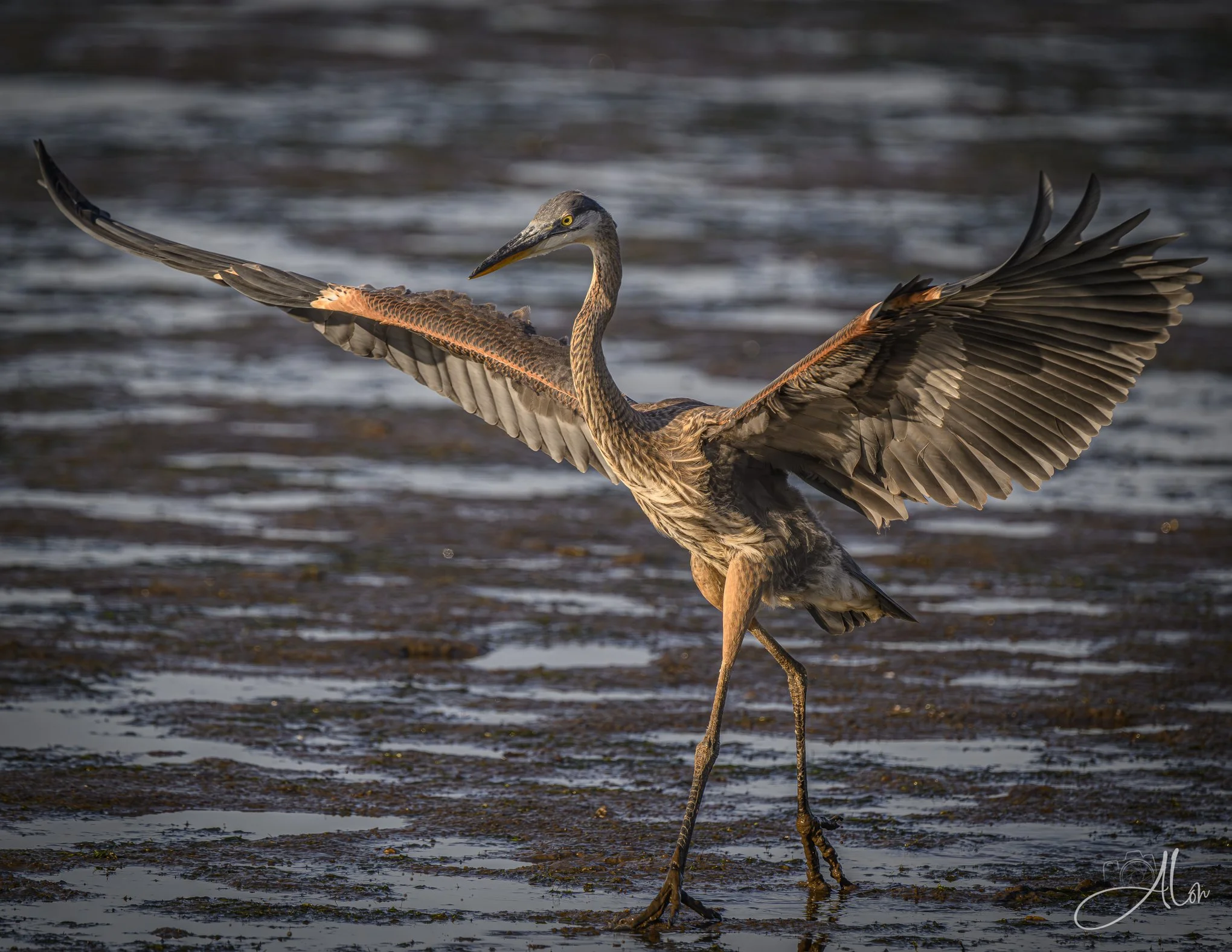 Runway Model (Great Blue Heron) Z8070426_6992
