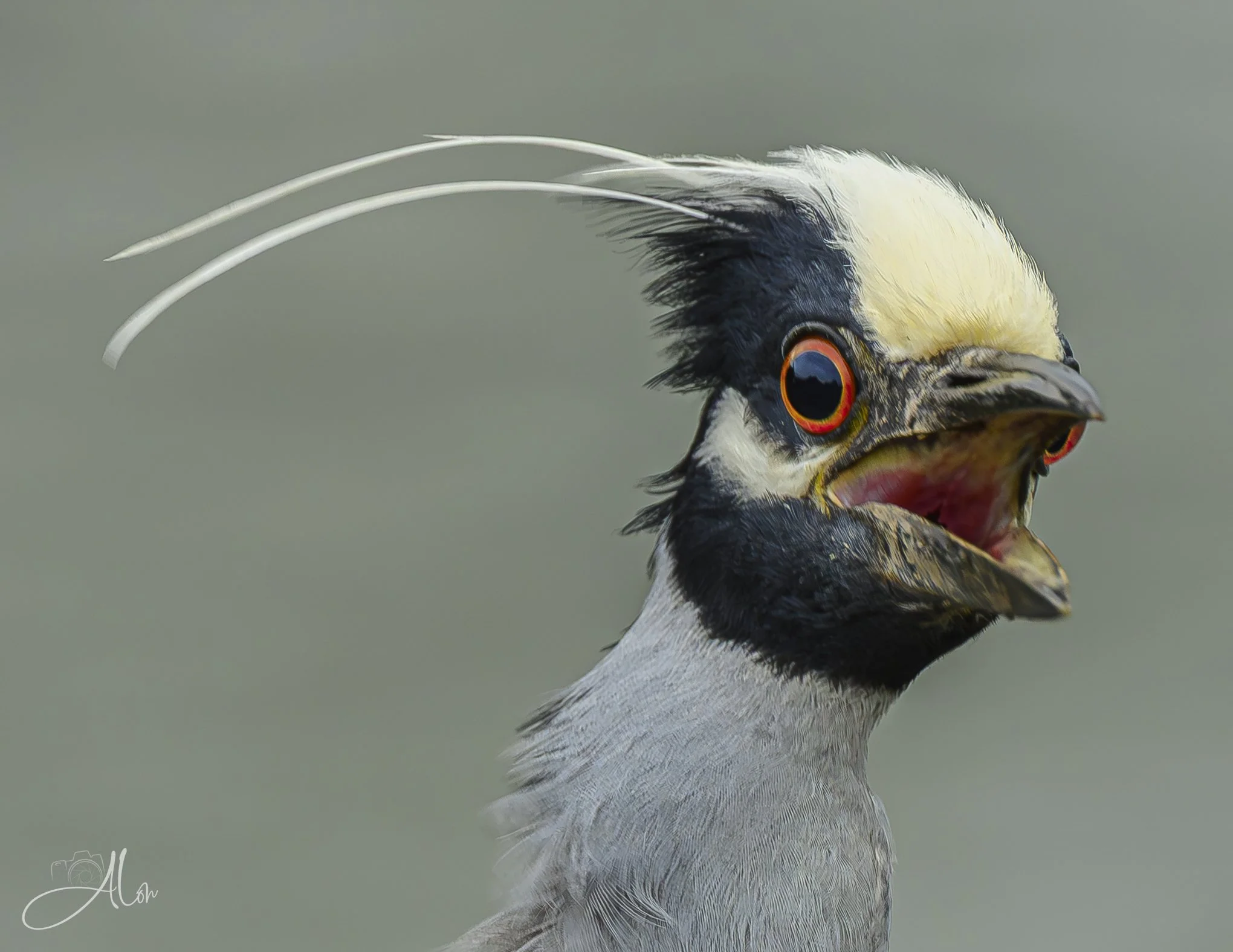 Black-Crowned Night Heron