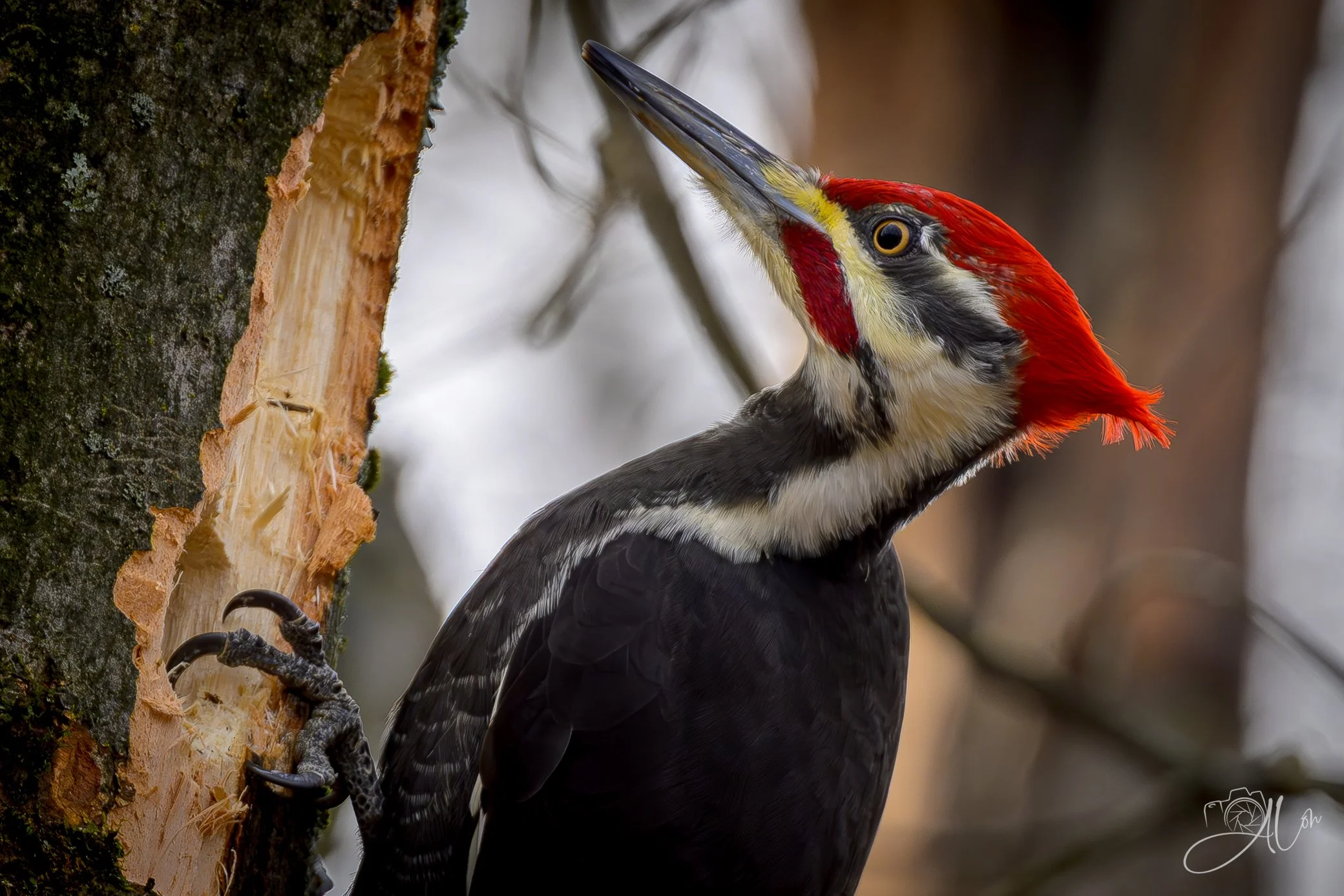Jackhammer
(Pileated Woodpecker)
0Z83779