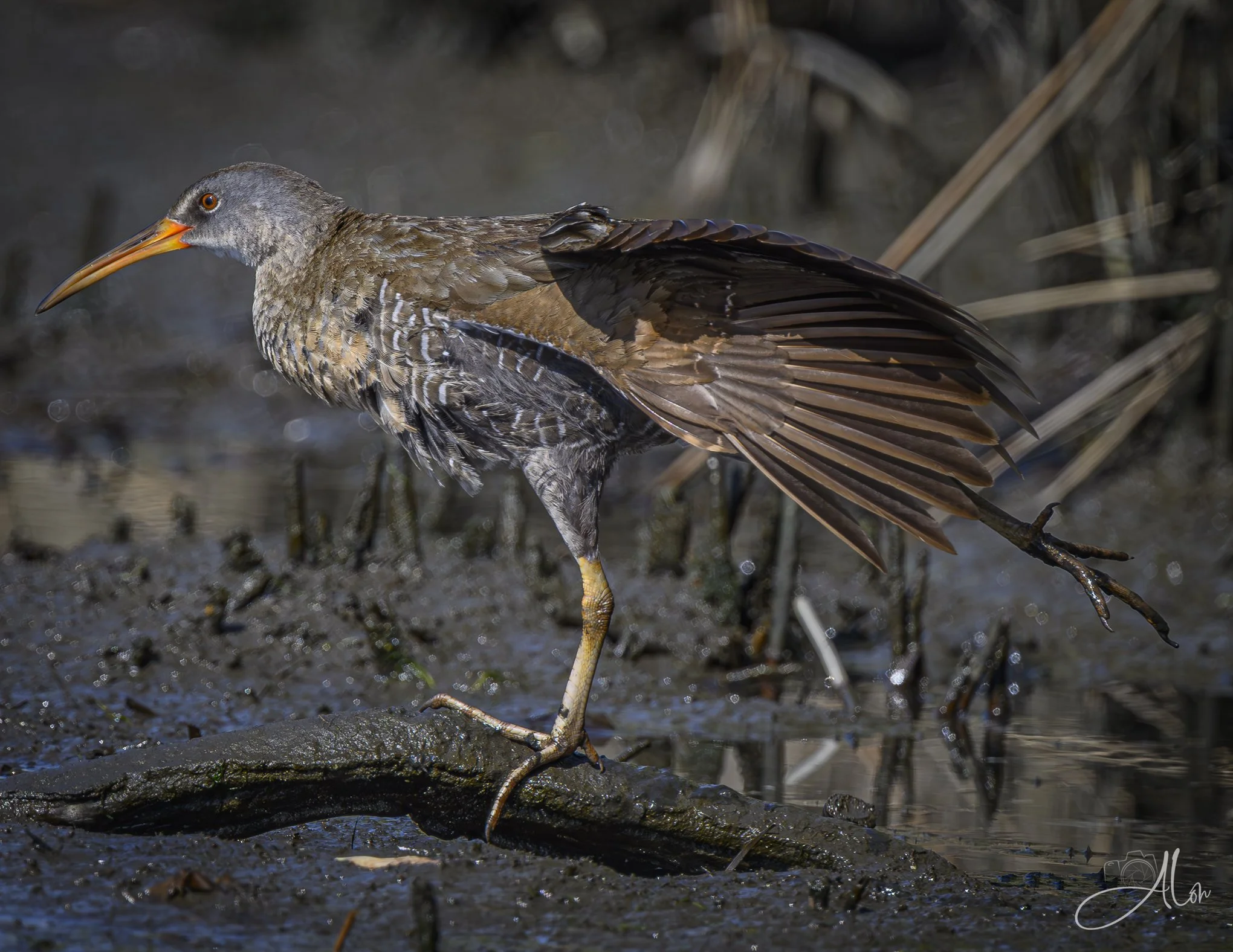Balance Beam (Clapper Rail) Z8070426_9506