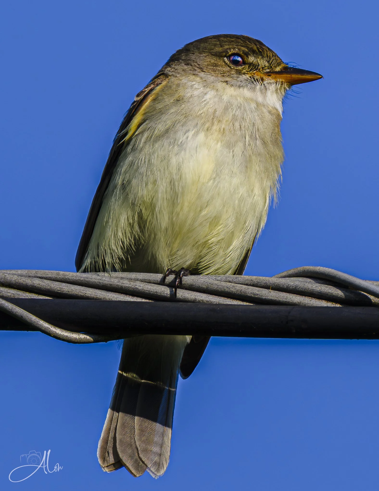 Full Frontal (Willow Flycatcher) 06-17-26_0Z8_3072