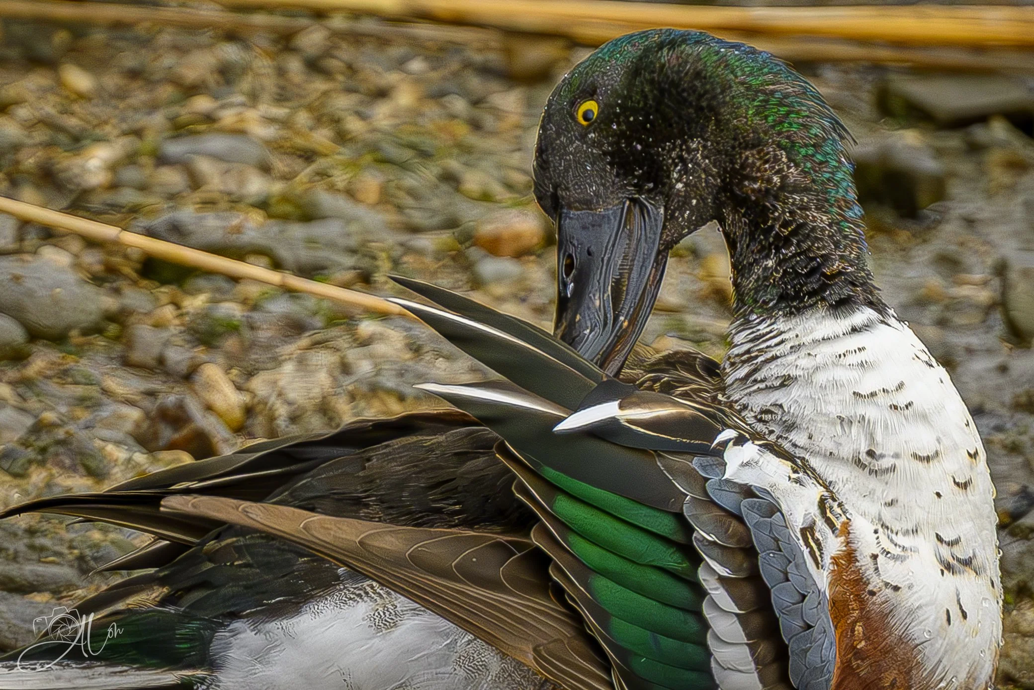 Do These Feathers Make My Butt Look Fat?
(Northern Shoveler)
0Z81398