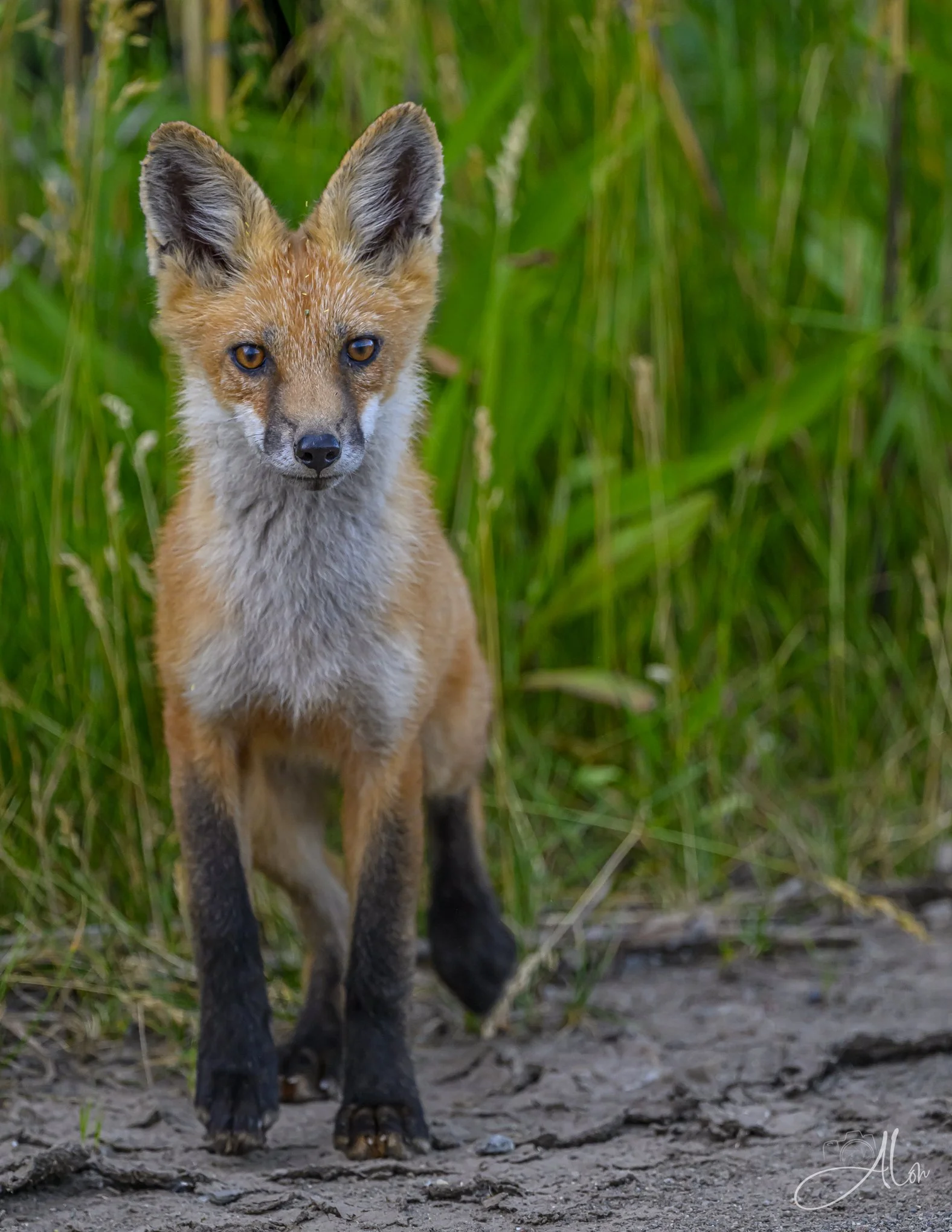 Red Fox