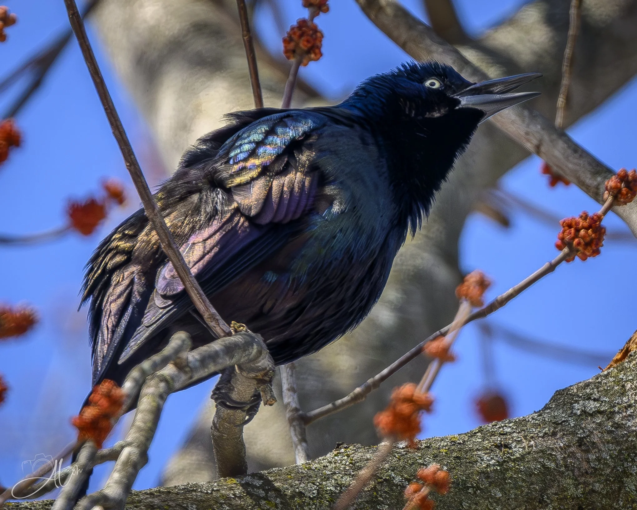 Somewhere Over
(Common Grackle)
0Z89764