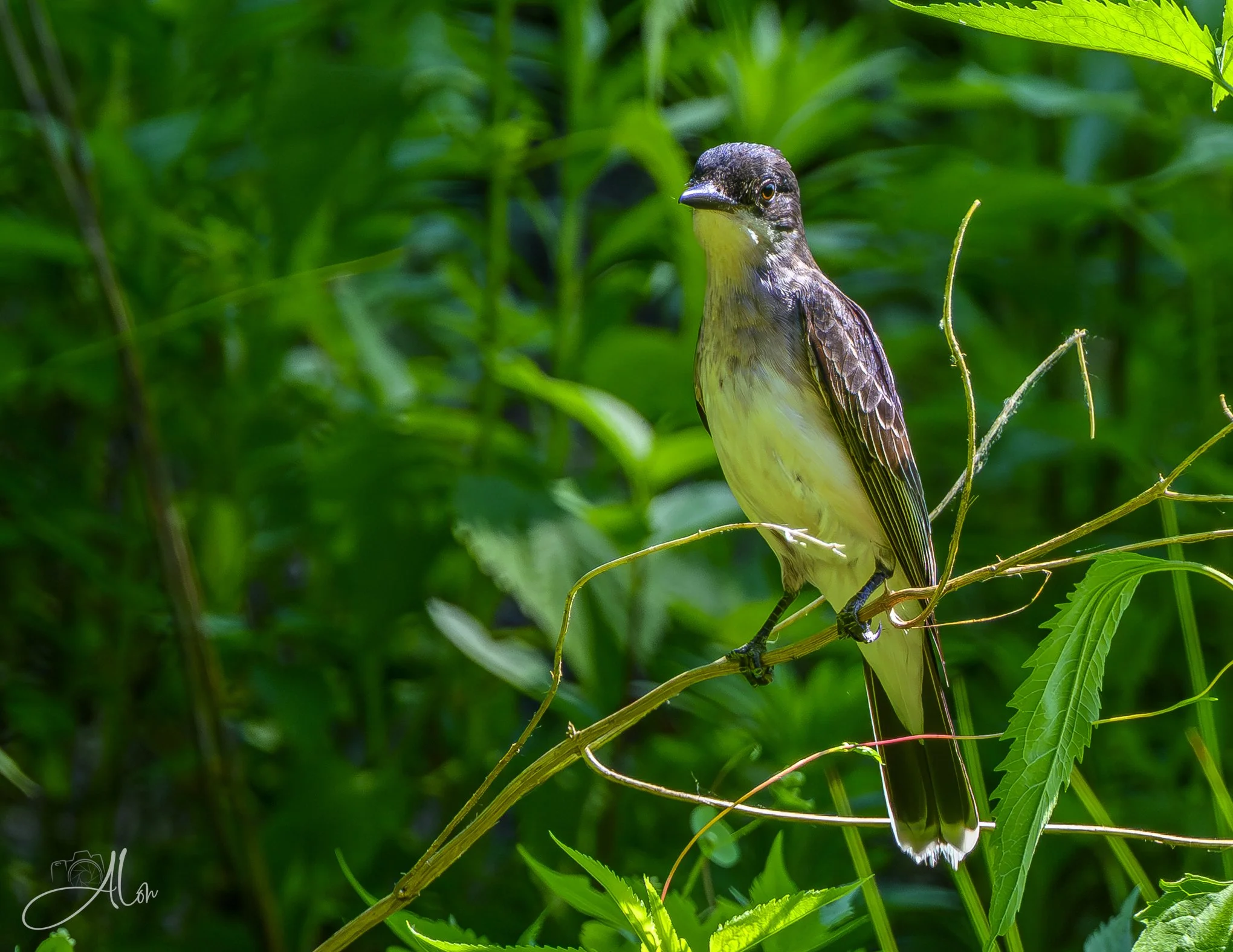 Attention Hog (Eastern Kingbird) Z8062126_7775