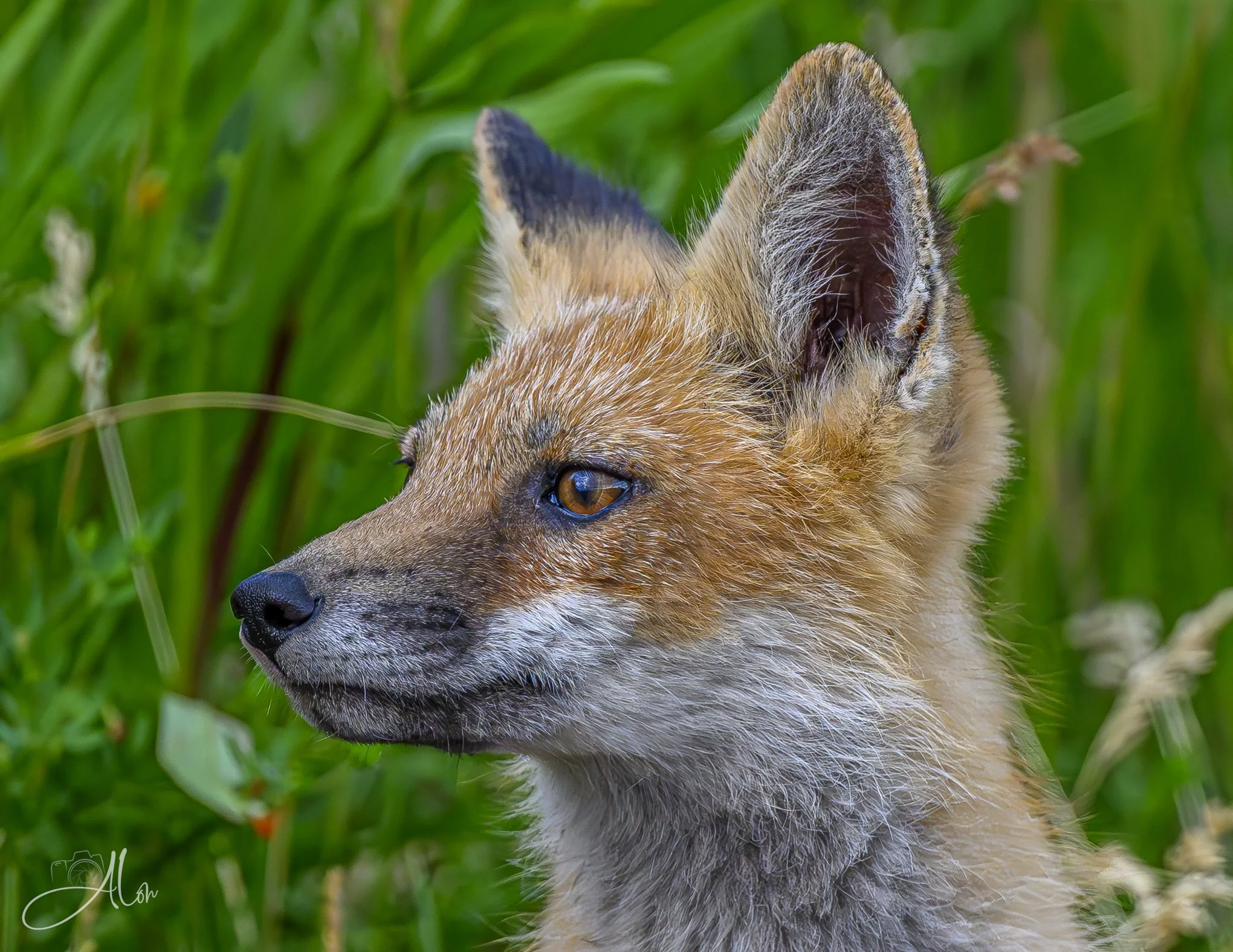Red Fox