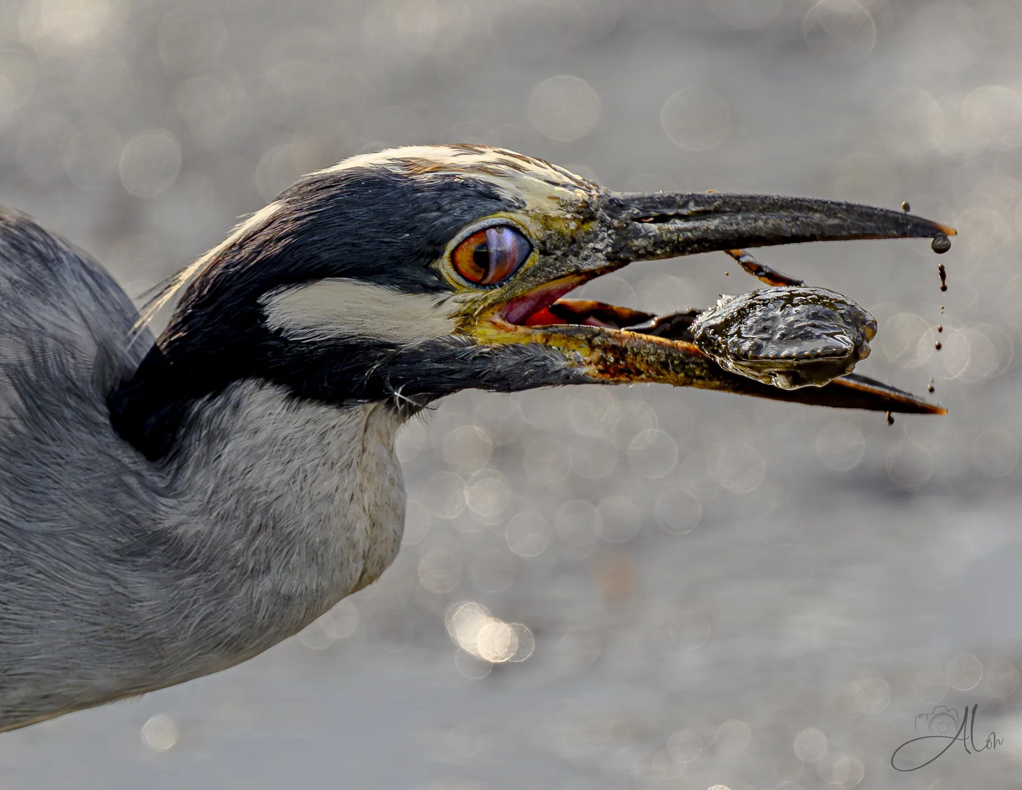 A Bitter Pill (Yellow-Crowned Night Heron) _0Z87590