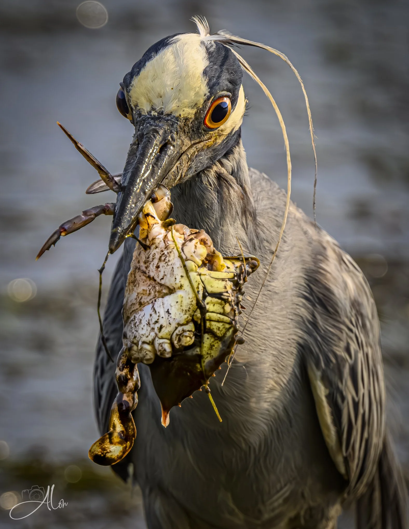 Trophy (Yellow-Crowned Night Heron) Z8063026_8333