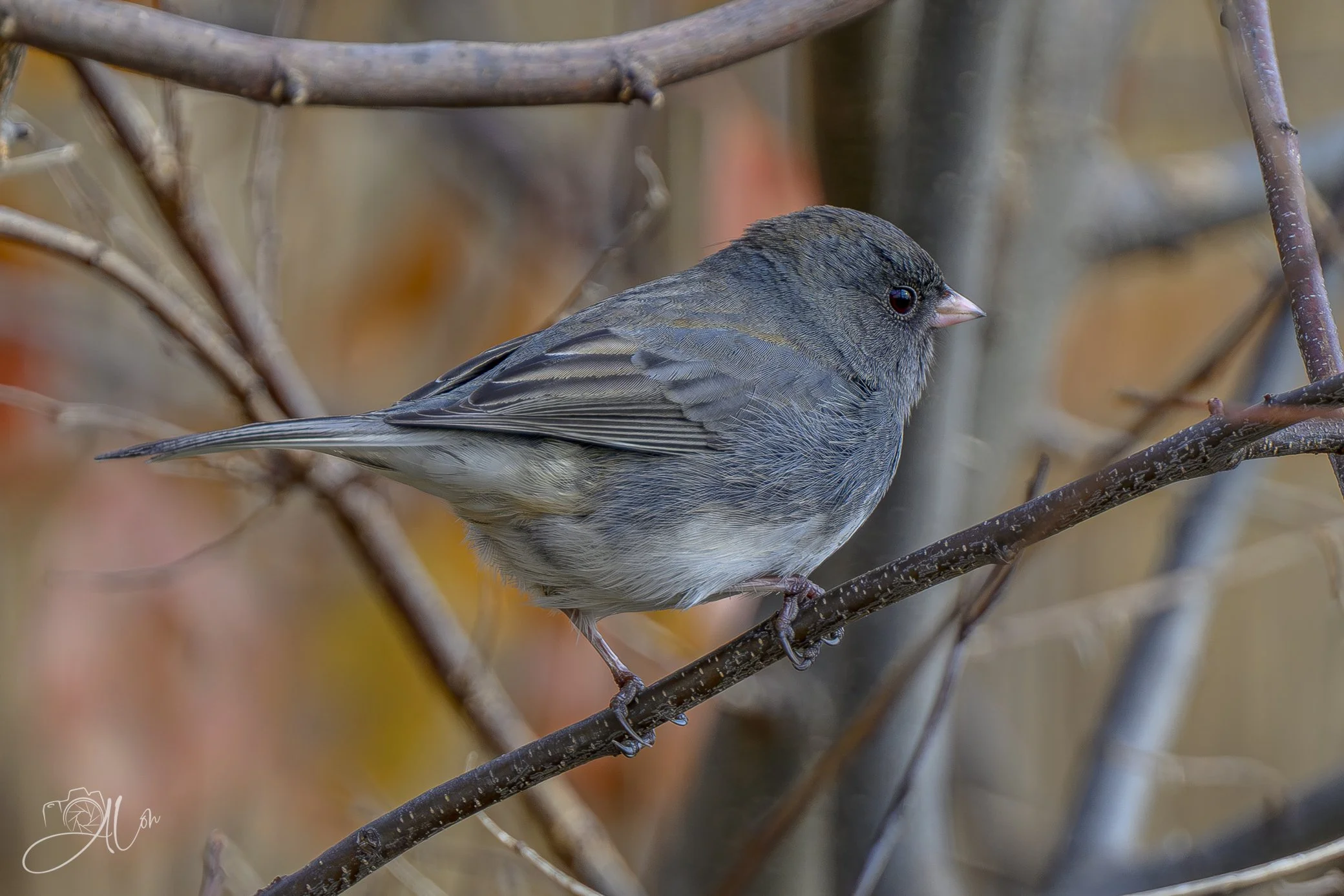 Lookin' a Bit Grey
(Dark-Eyed Junco)
0Z89226