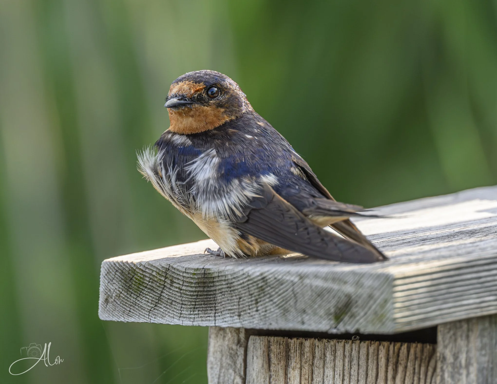 Lazy Daze (Barn Swallow) 080126_2983