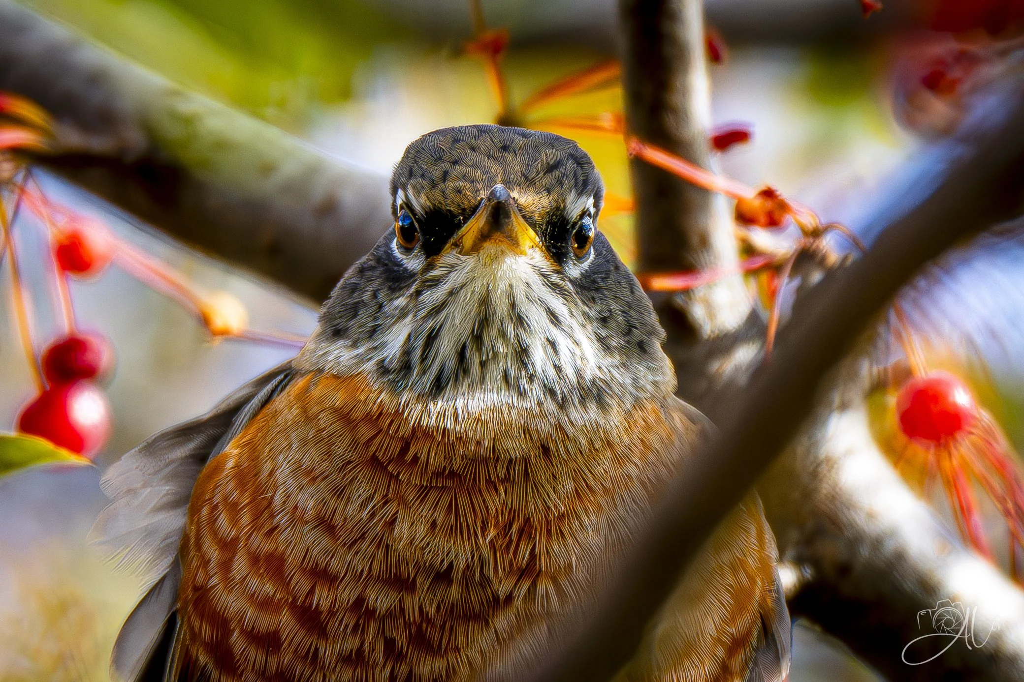 The Gauntlet
(American Robin)
0Z82966