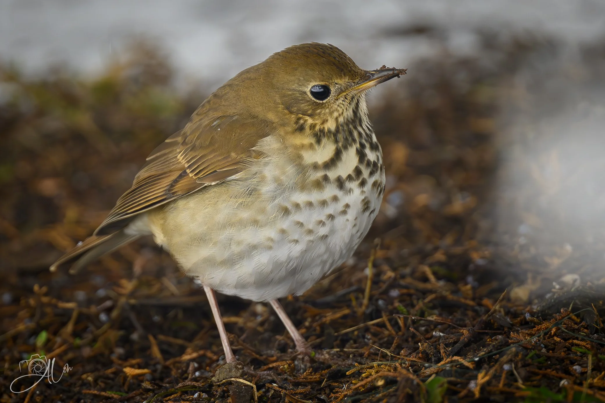 This Soil Is Rich!
(Hermit Thrush)
0Z84739