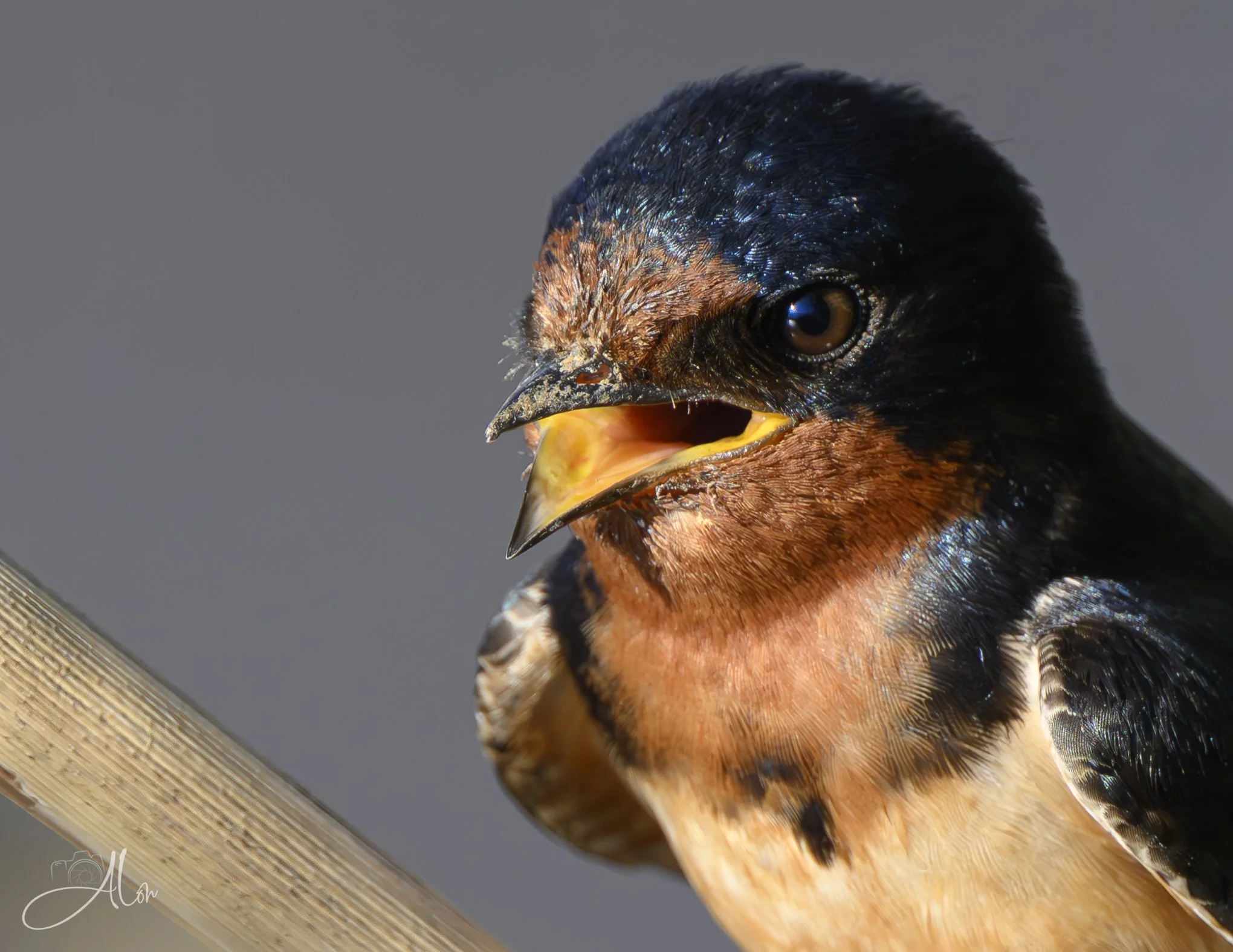 Look at My Tonsils! (Barn Swallow) Z8070326_3890