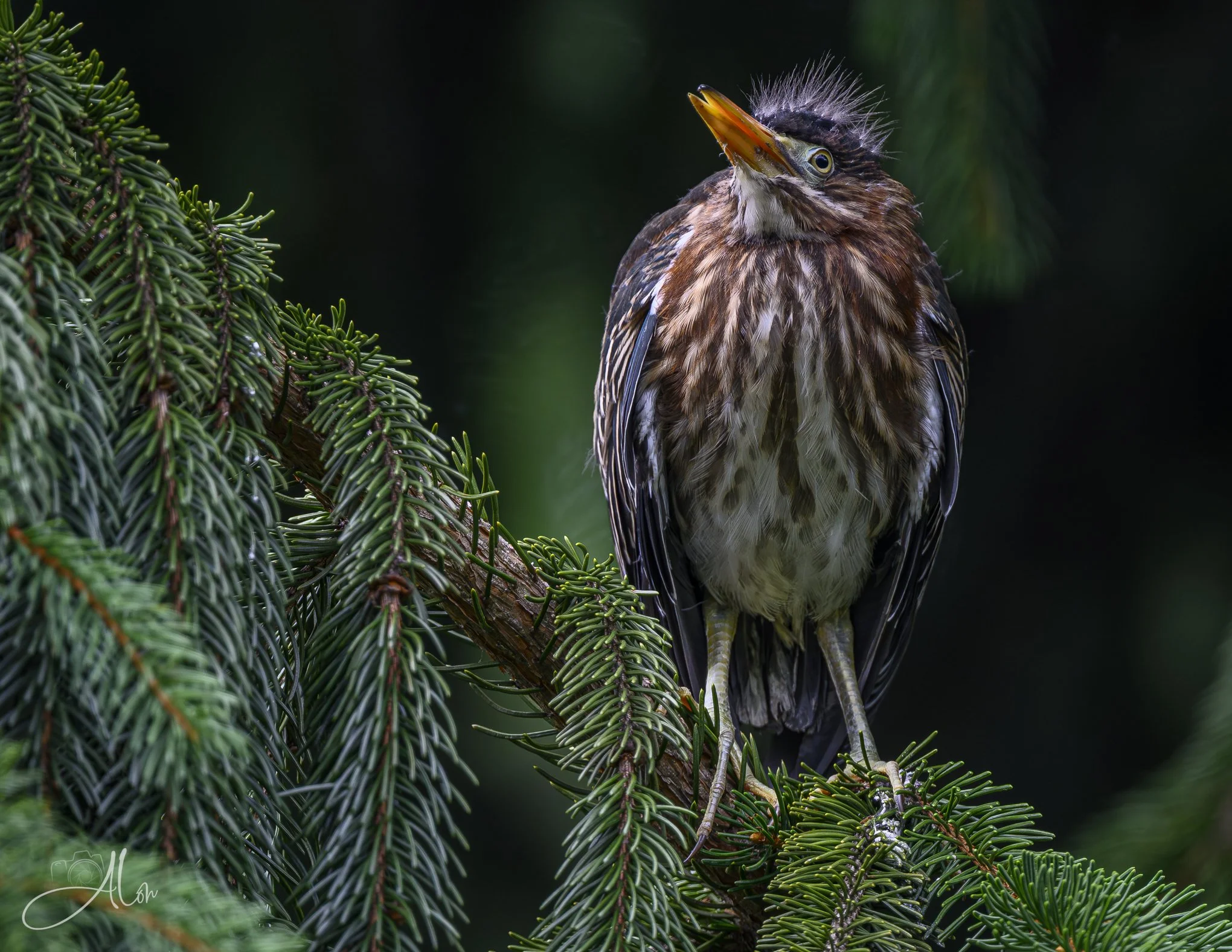 Underbite (Green Heron) 20260711_0090