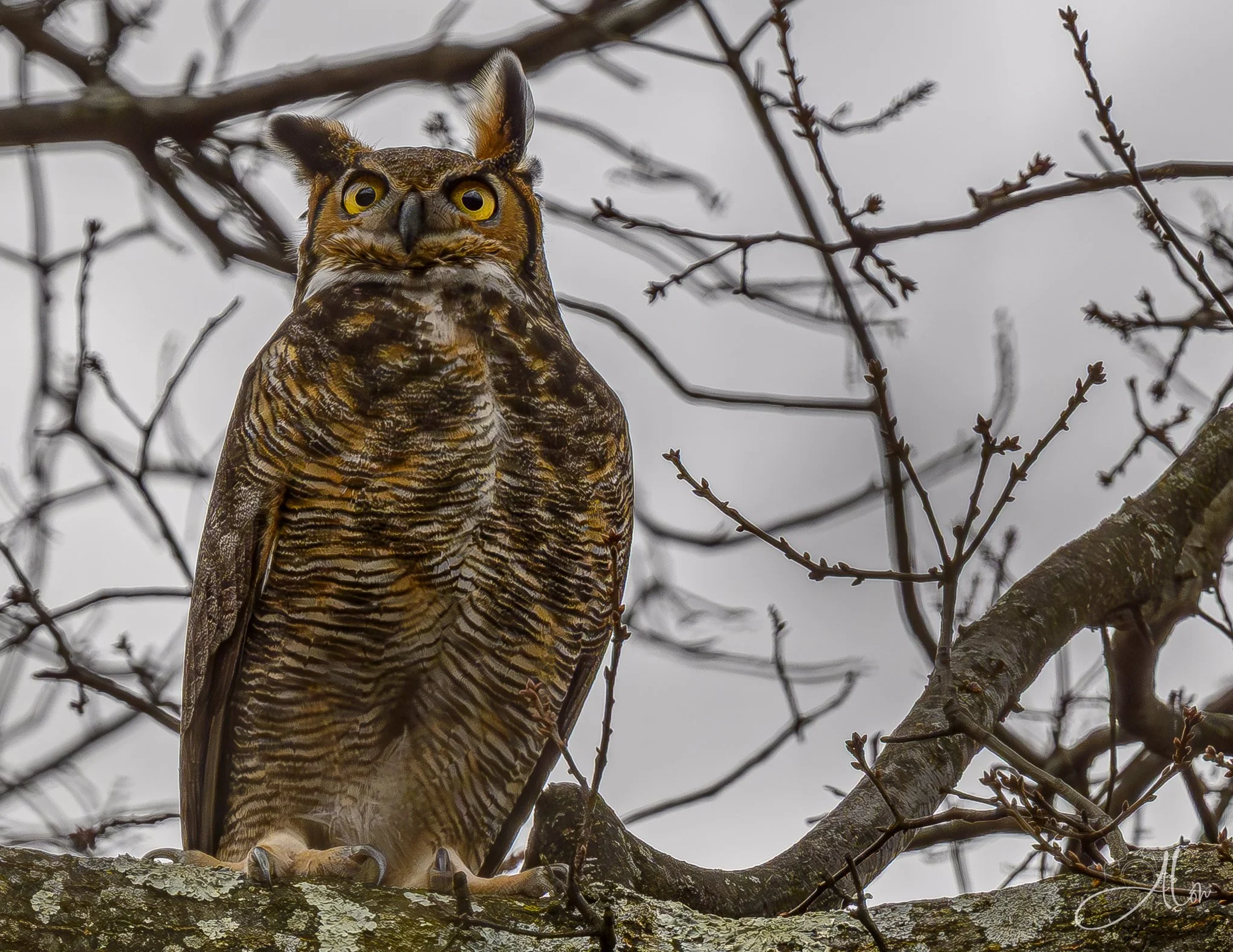 Buddy's Ears (Great Horned Owl) 0Z85669
