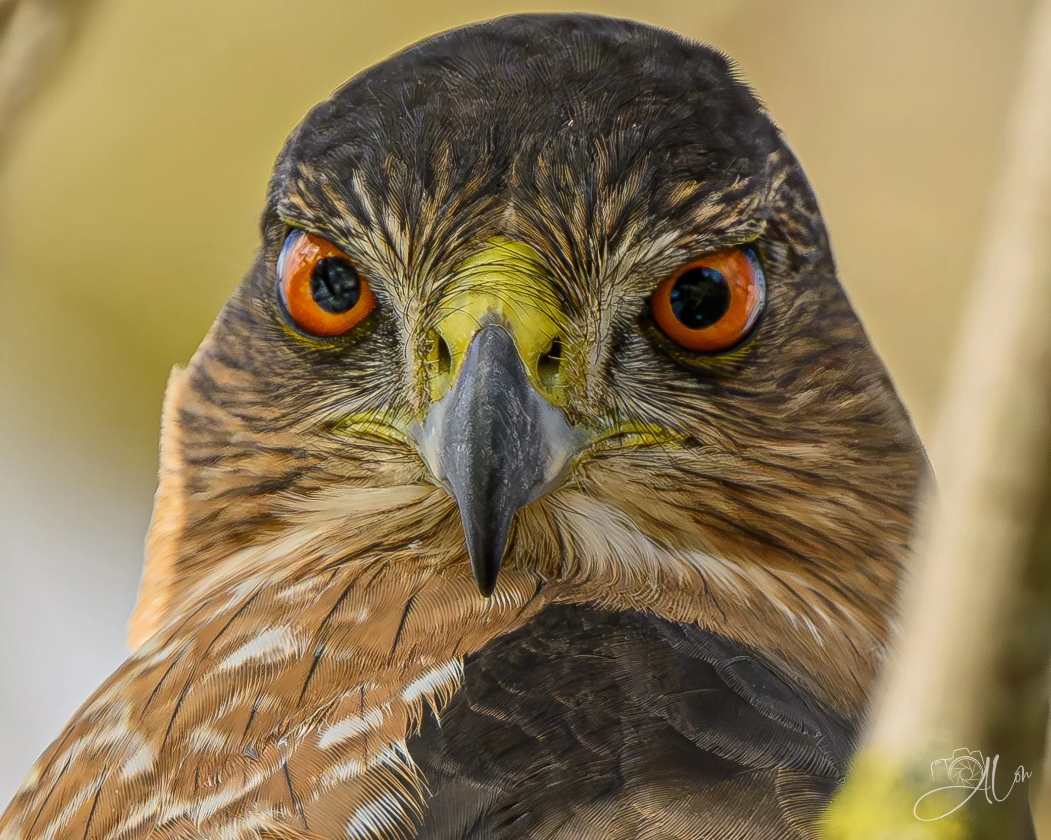 GTFOOH
(Cooper's Hawk)
0Z84700