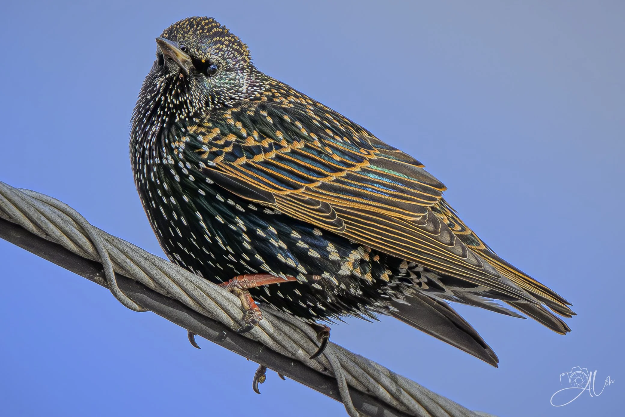'Tude
(European Starling)
0Z84781