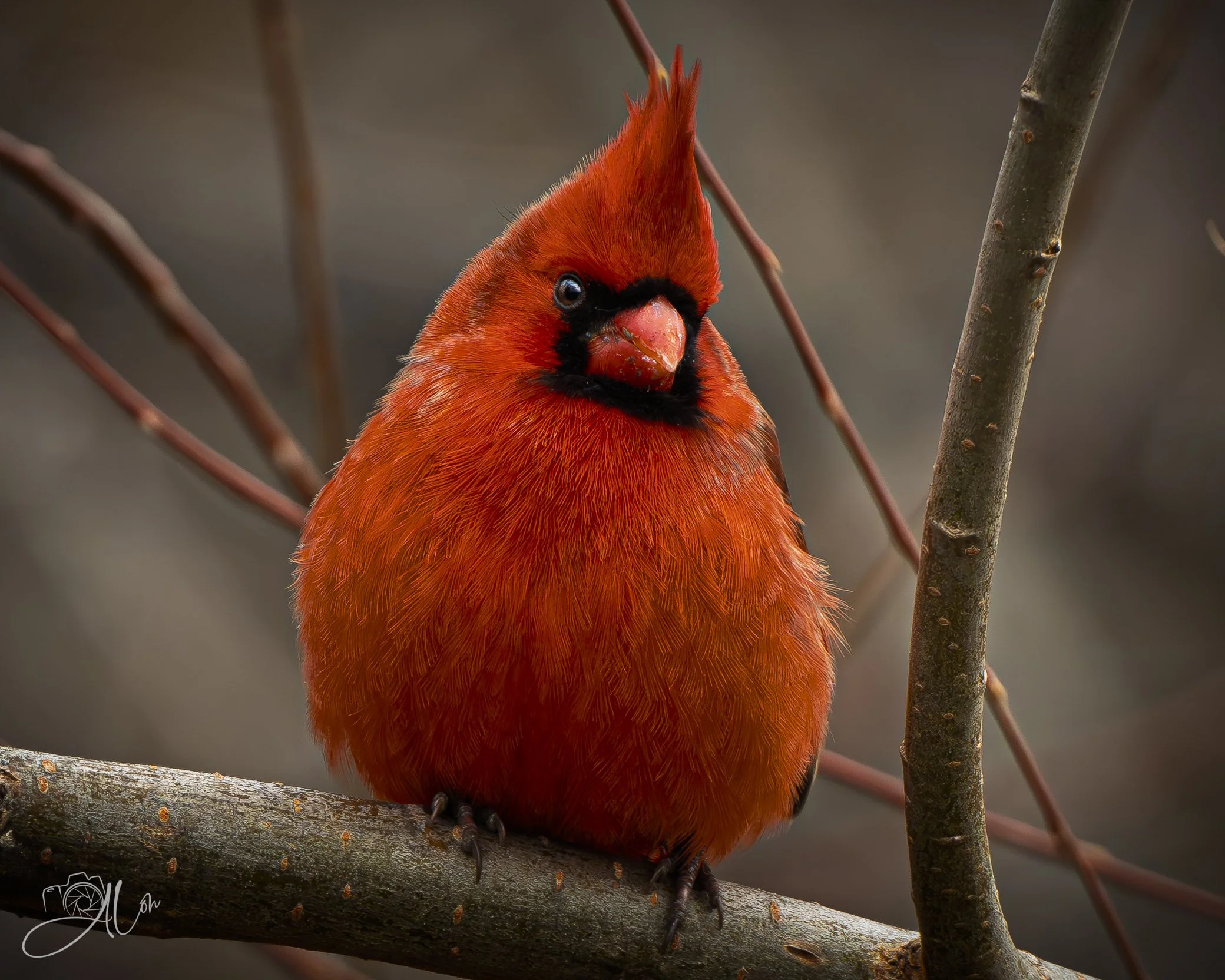 Hershey's Kiss
(Northern Cardinal)
0Z85308