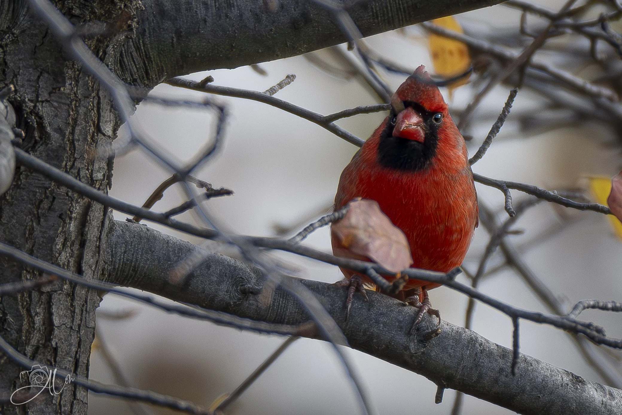 Figleaf
(Northern Cardinal)
0Z84251