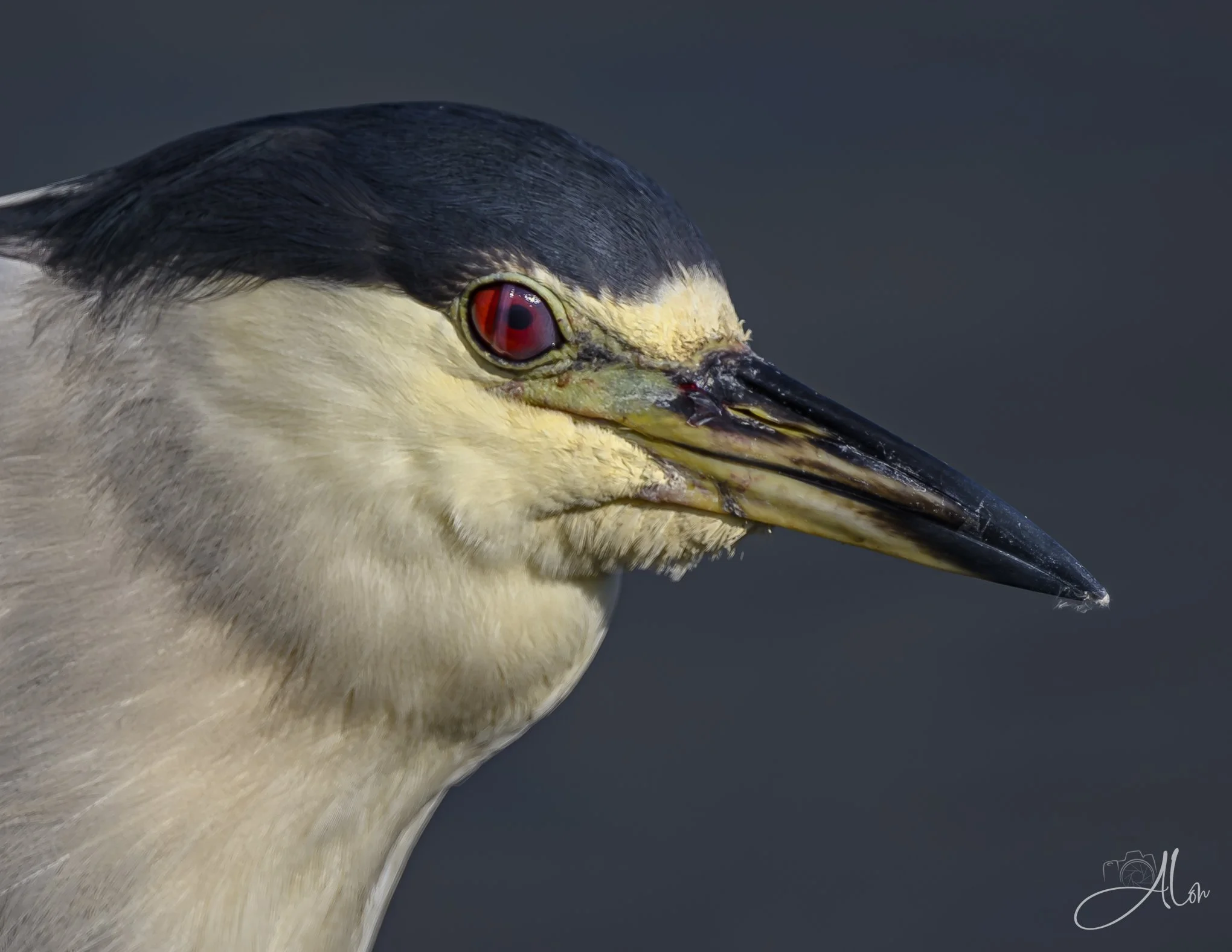 Membrain (Black-Crowned Night Heron) 082026_6204