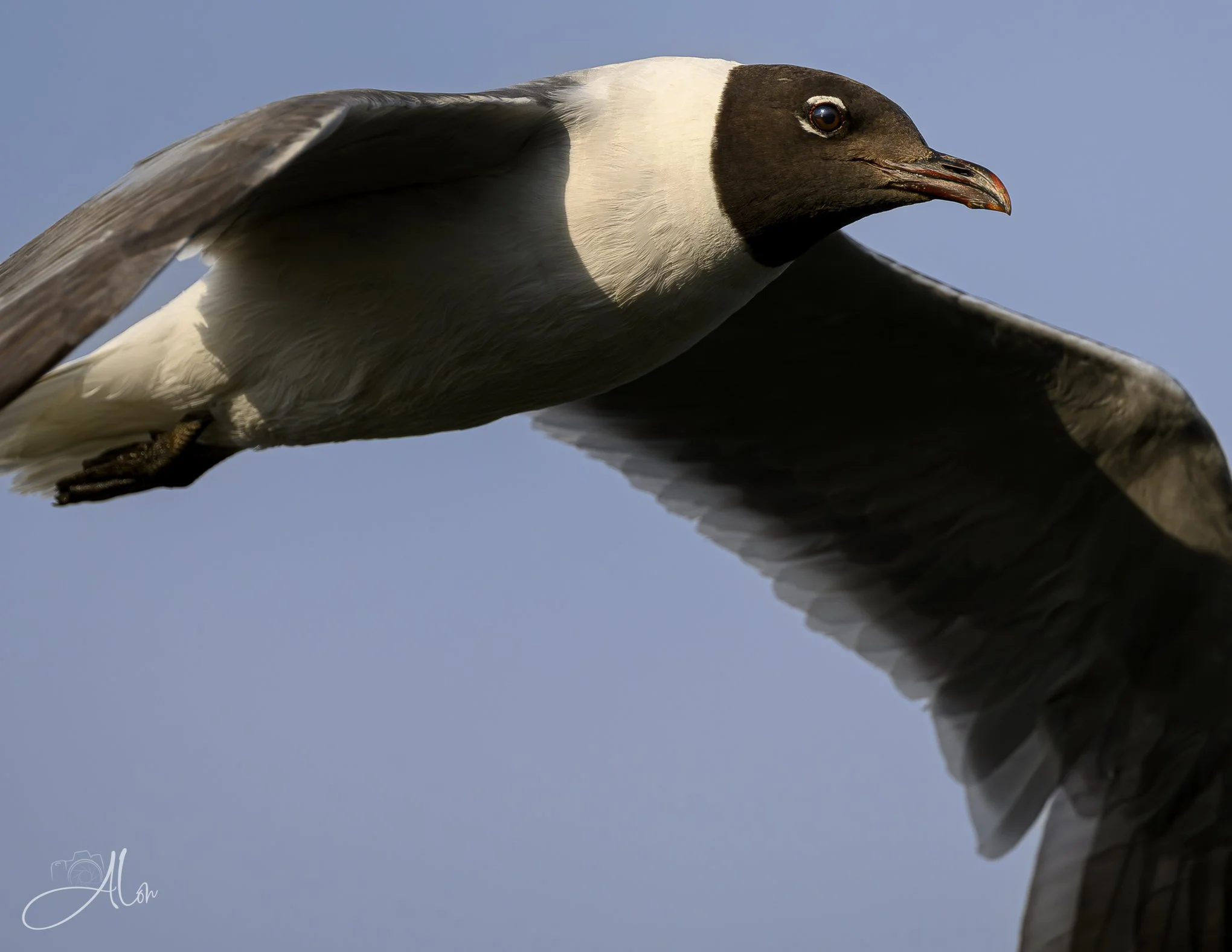 All the Way to the Bank (Laughing Gull) 20260731_0030