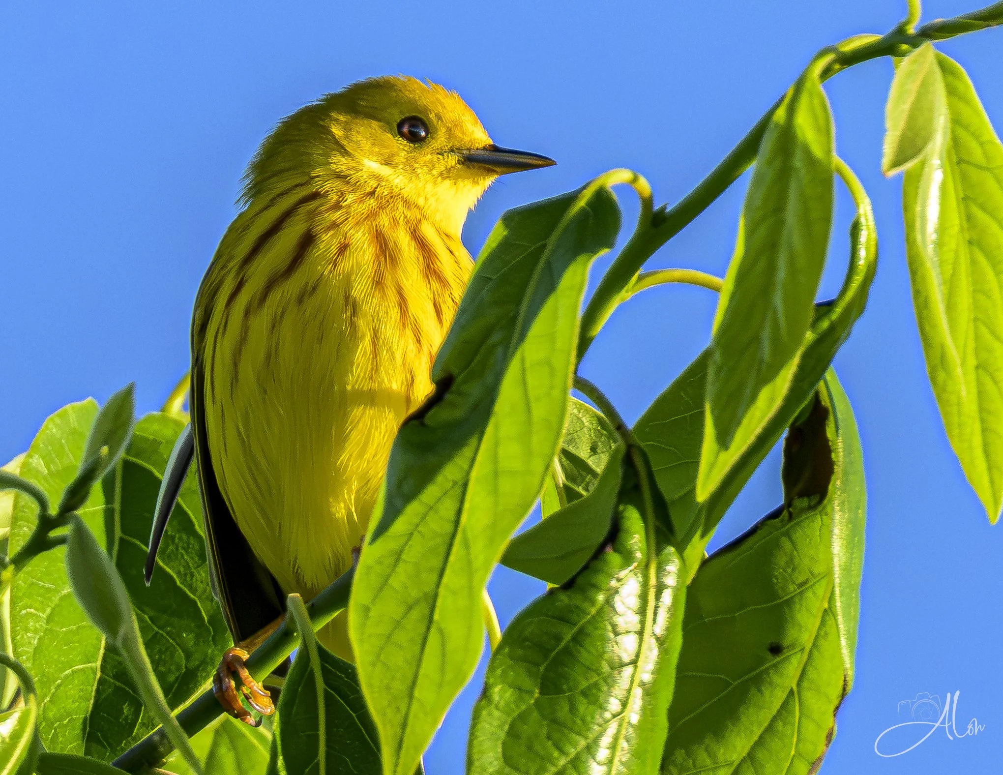 Lemon Tree (Northern Yellow Warbler) 0Z83448