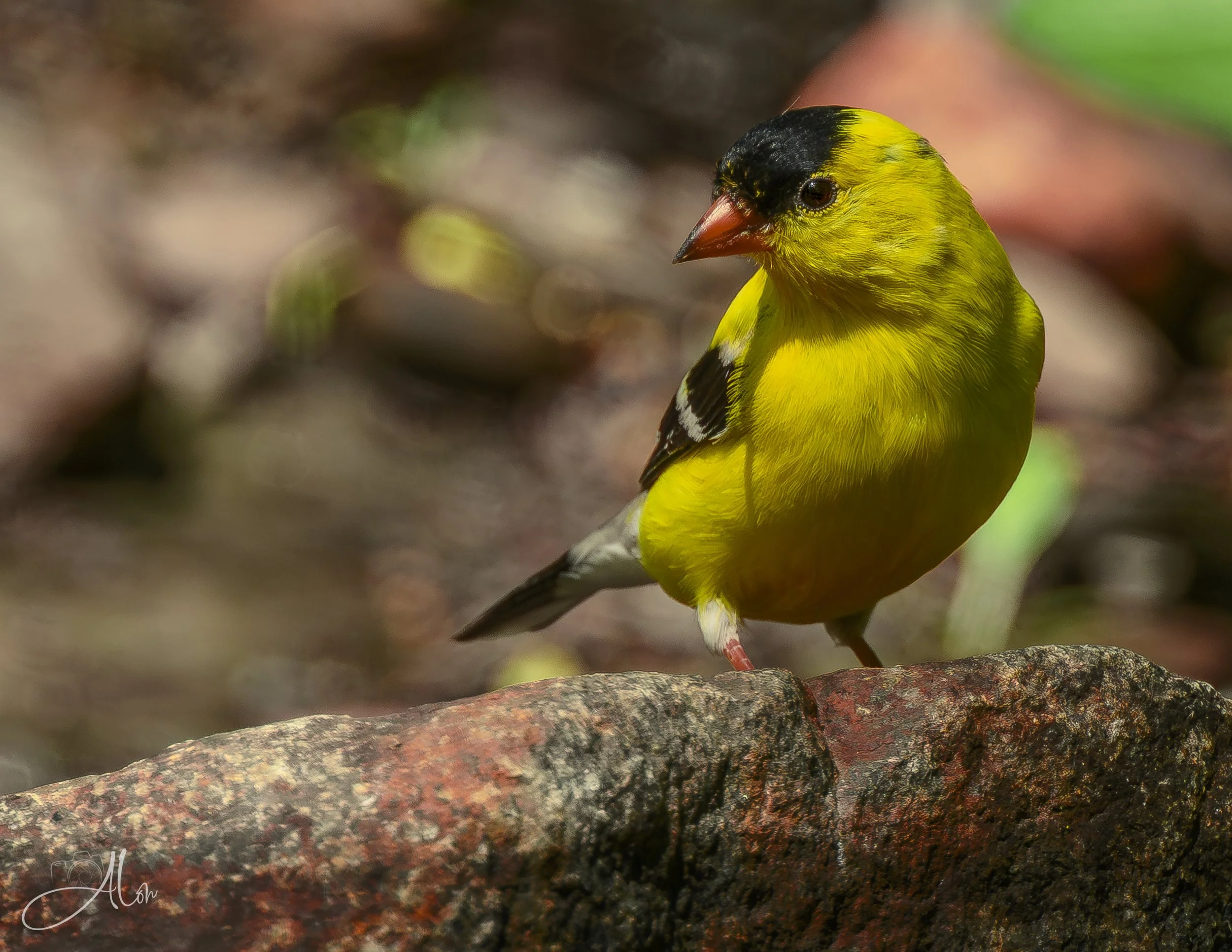 Quarry (American Goldfinch) 0Z87032