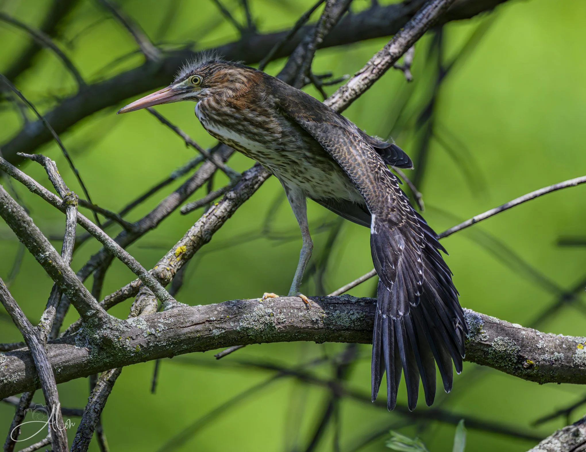 Early Yoga Lessons (Green Heron) 20260711_0226