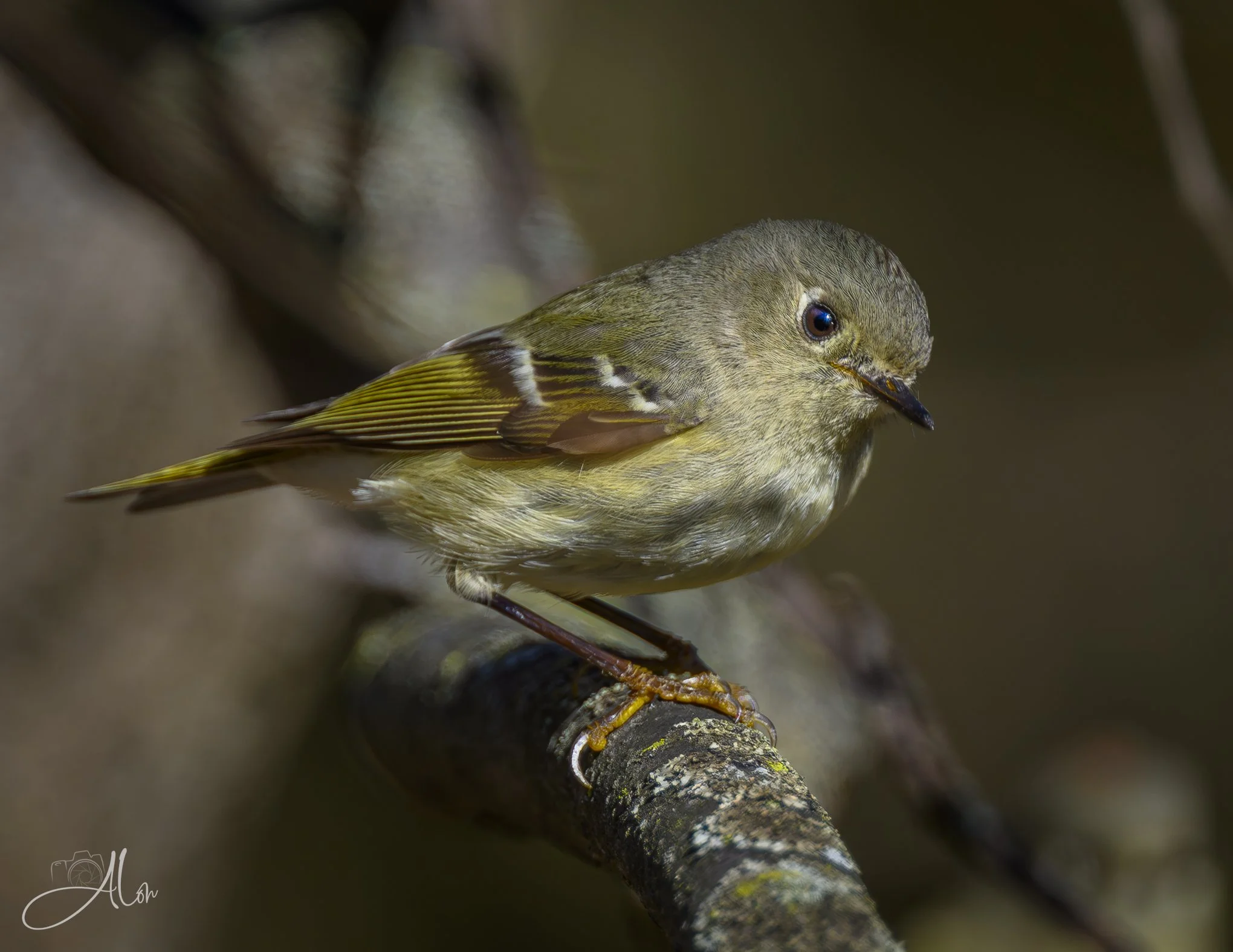 Lost My Crown
(Ruby-Crowned Kinglet)
0Z80523