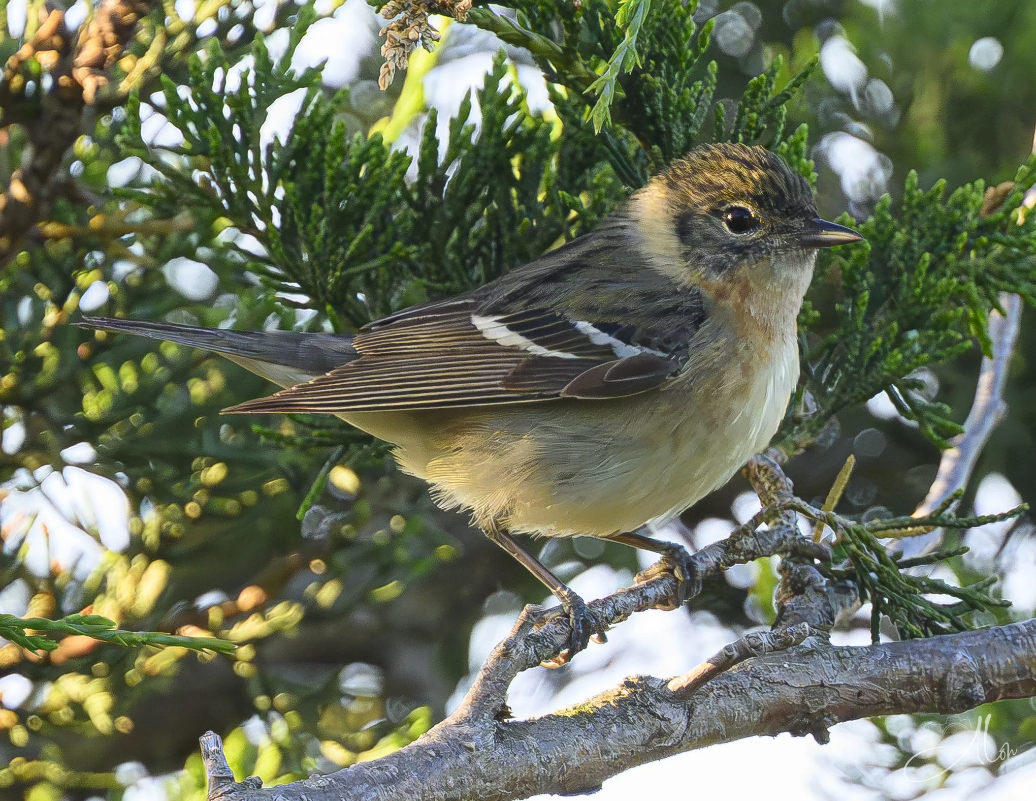Bay Leaves (Bay-Breasted Warbler) 0Z83490