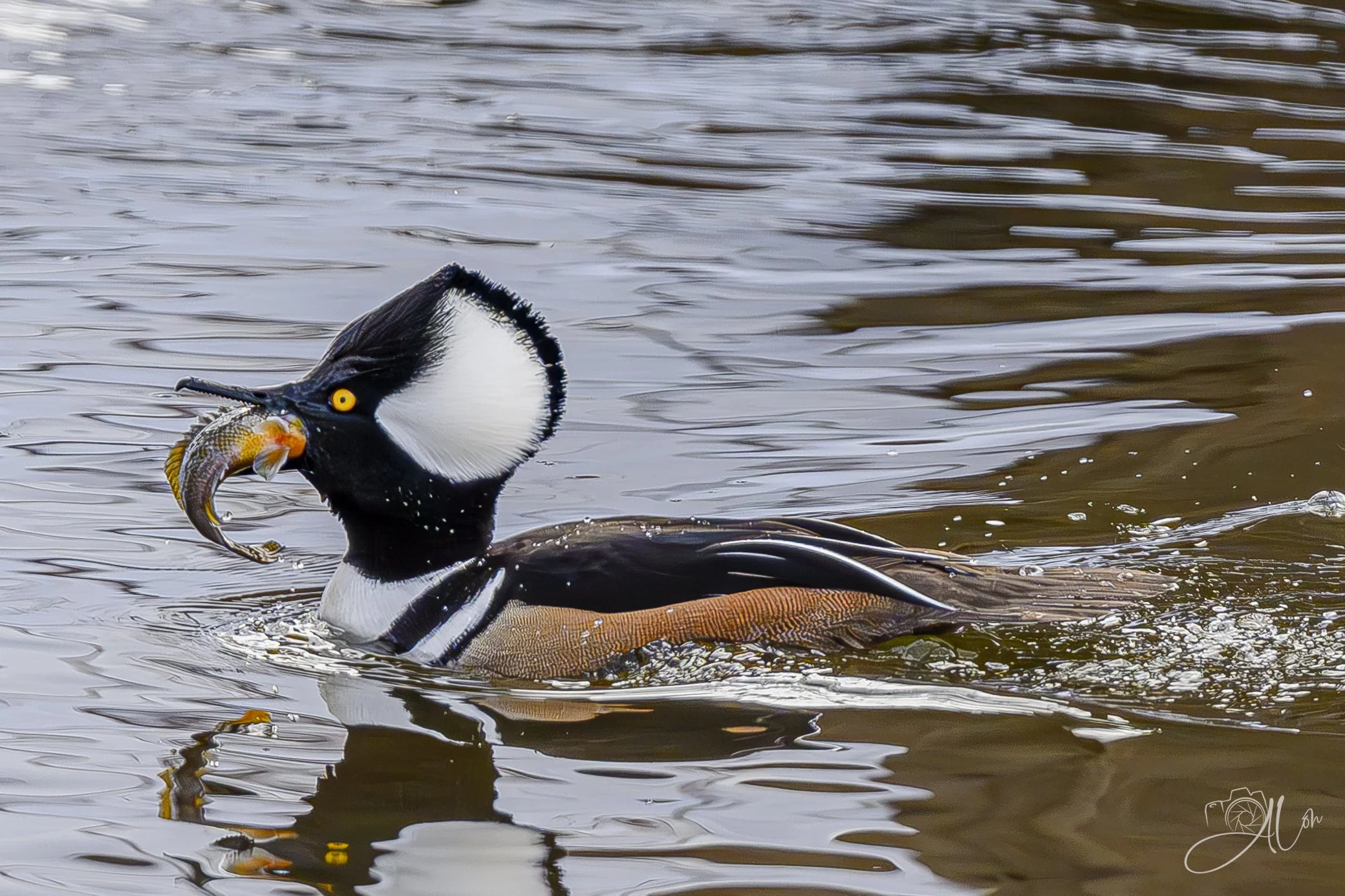 More than a Mouthful
(Hooded Merganser)
0Z80660