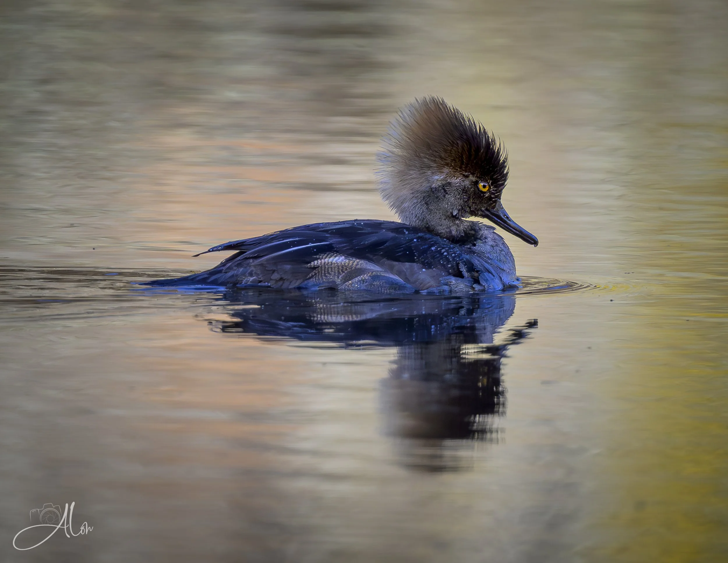 Isn't She Lovely (Hooded Merganser) 0Z88170