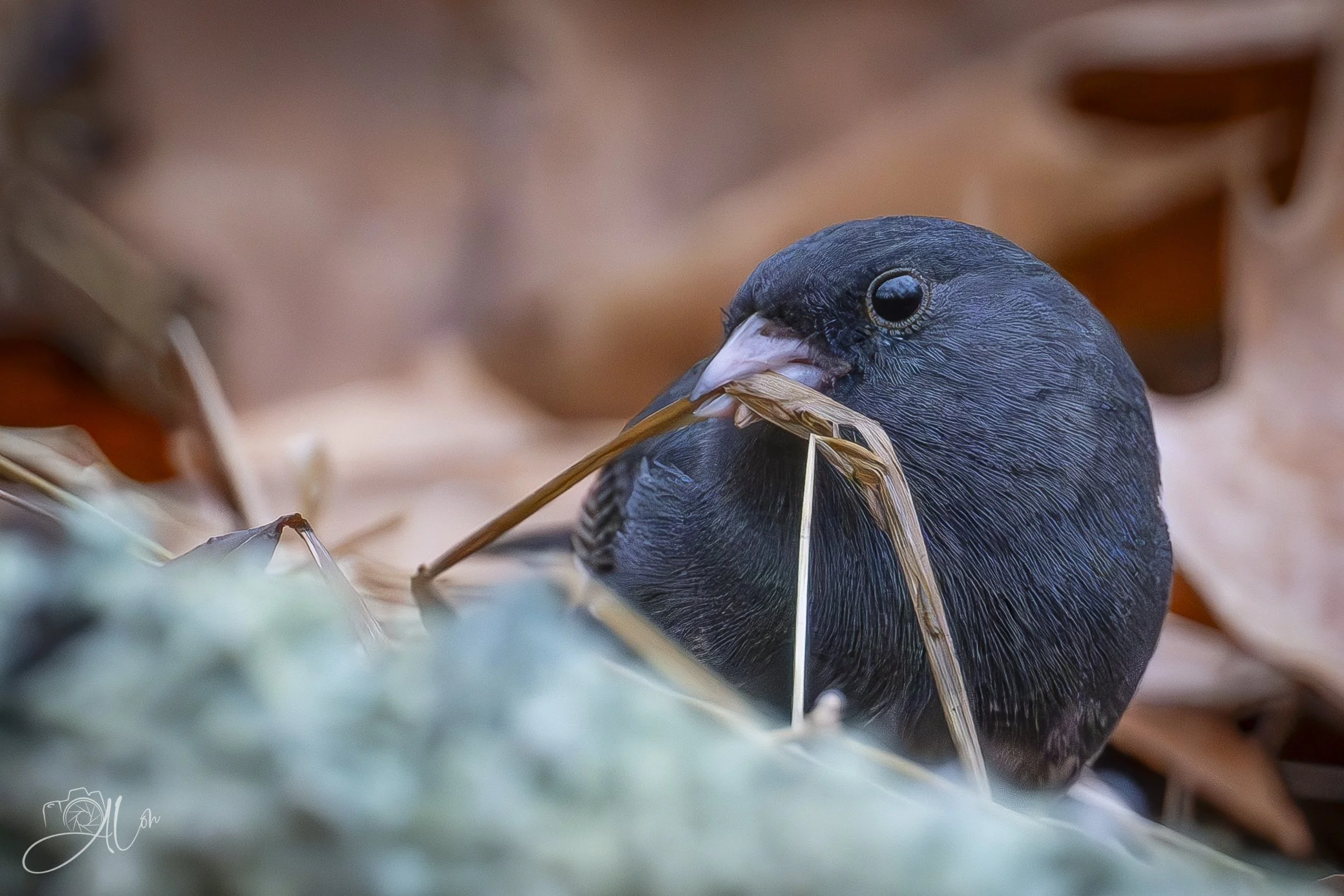 Thatched Roof
(Dark-Eyed Junco)
0Z80422