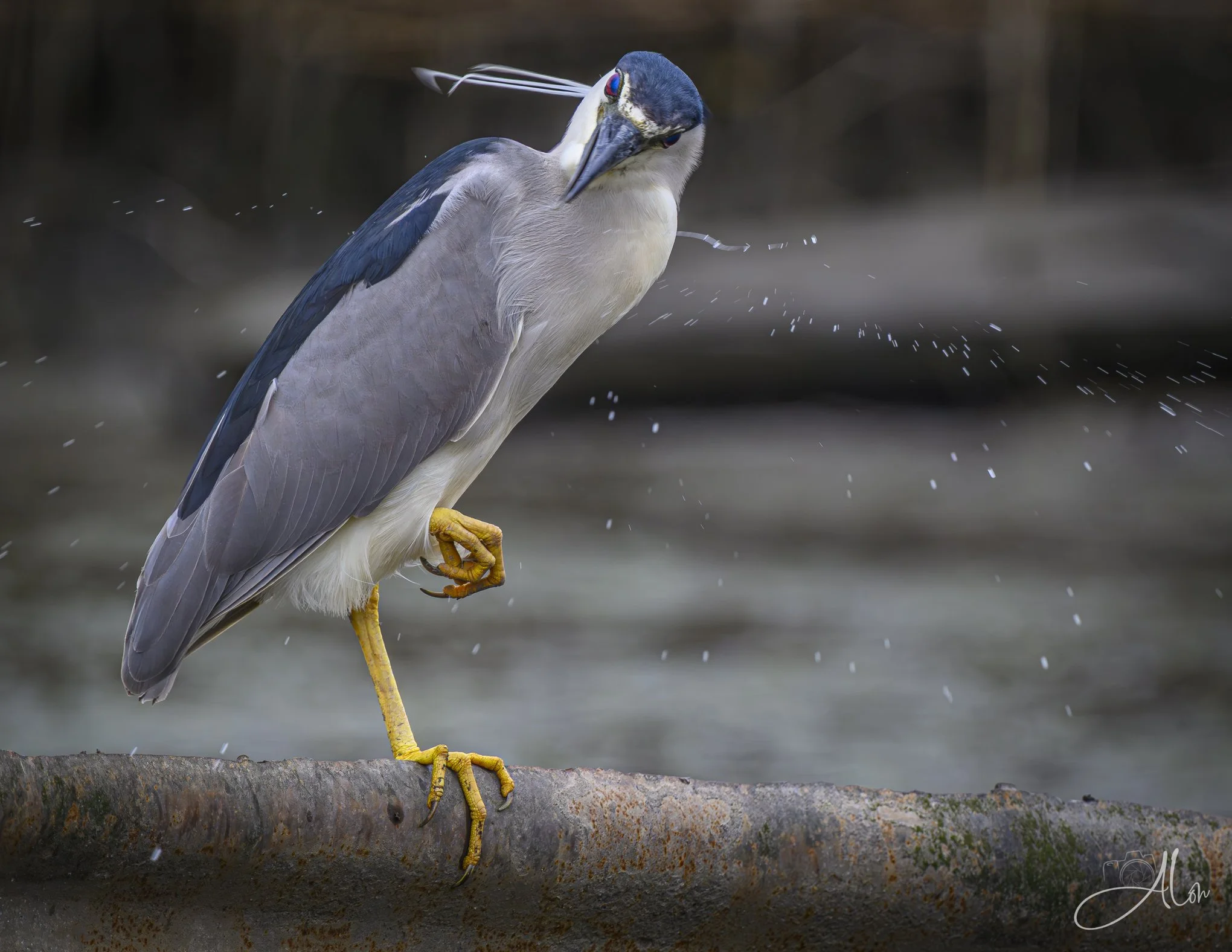 Air Guitar Hero (Black-Crowned Night Heron) Z8070526_1954